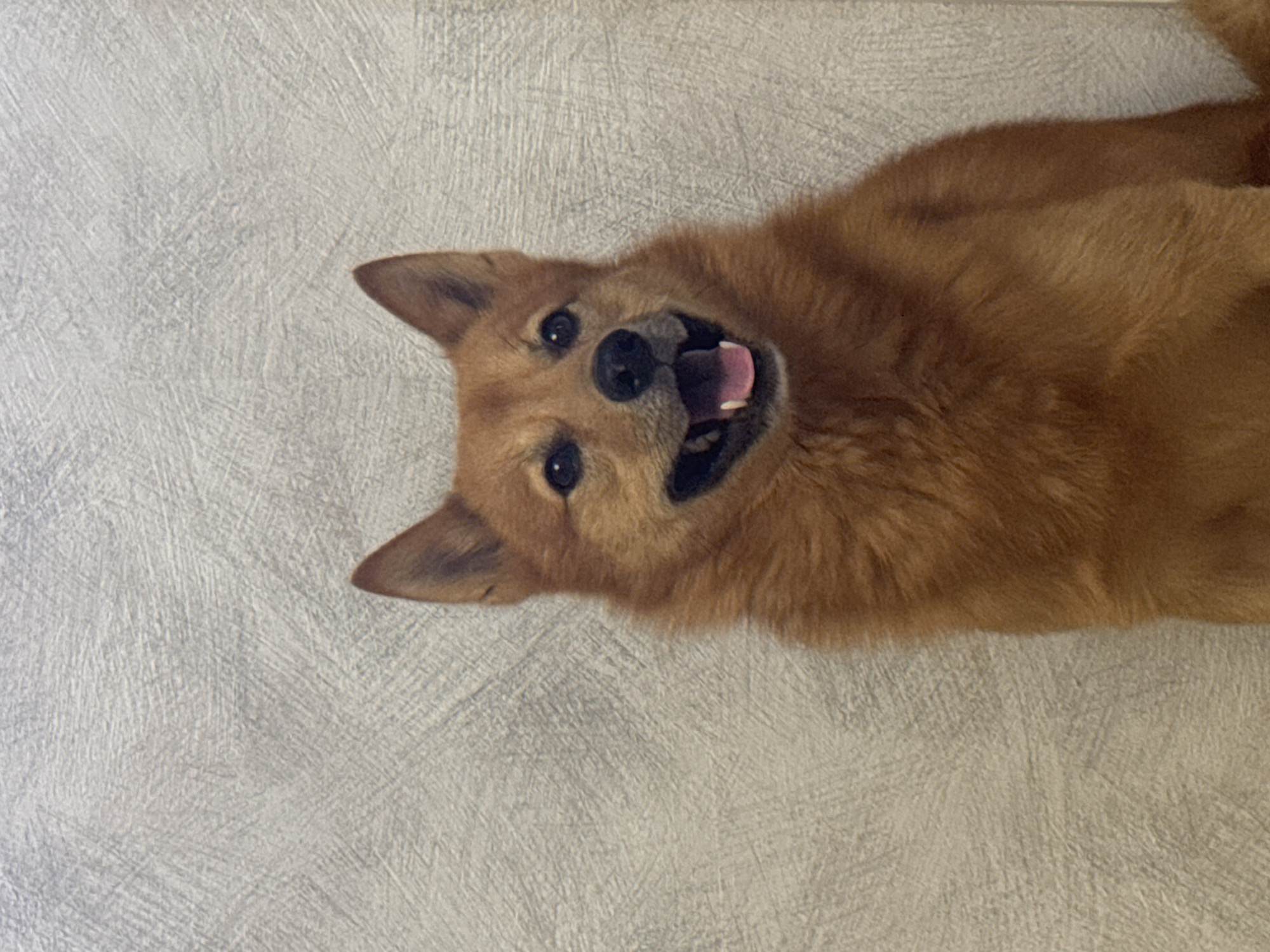 Dogs, a gym visit, and selfies on a Chaikovsky morning