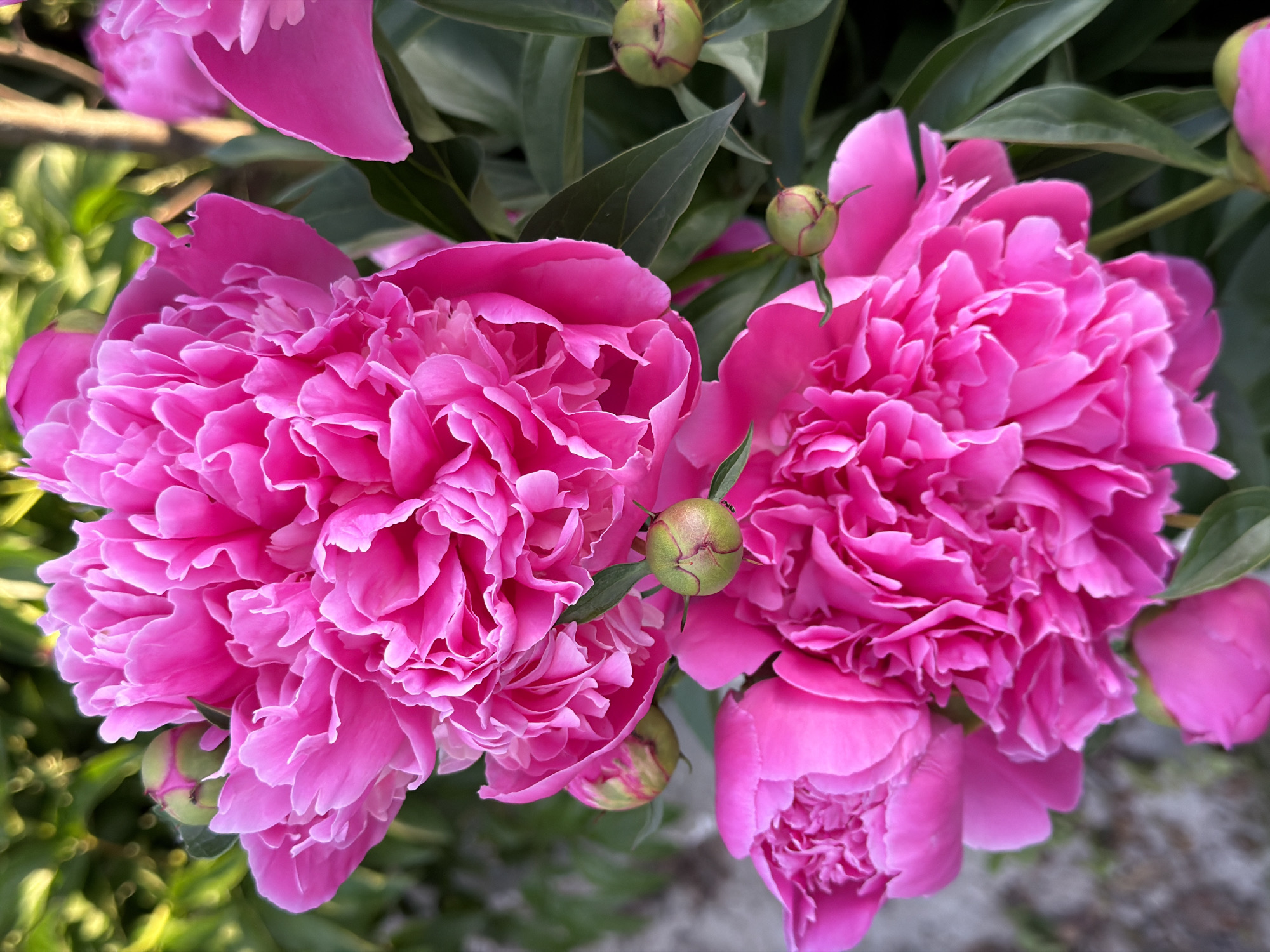 Garden flowers documented in peak bloom during afternoon observation