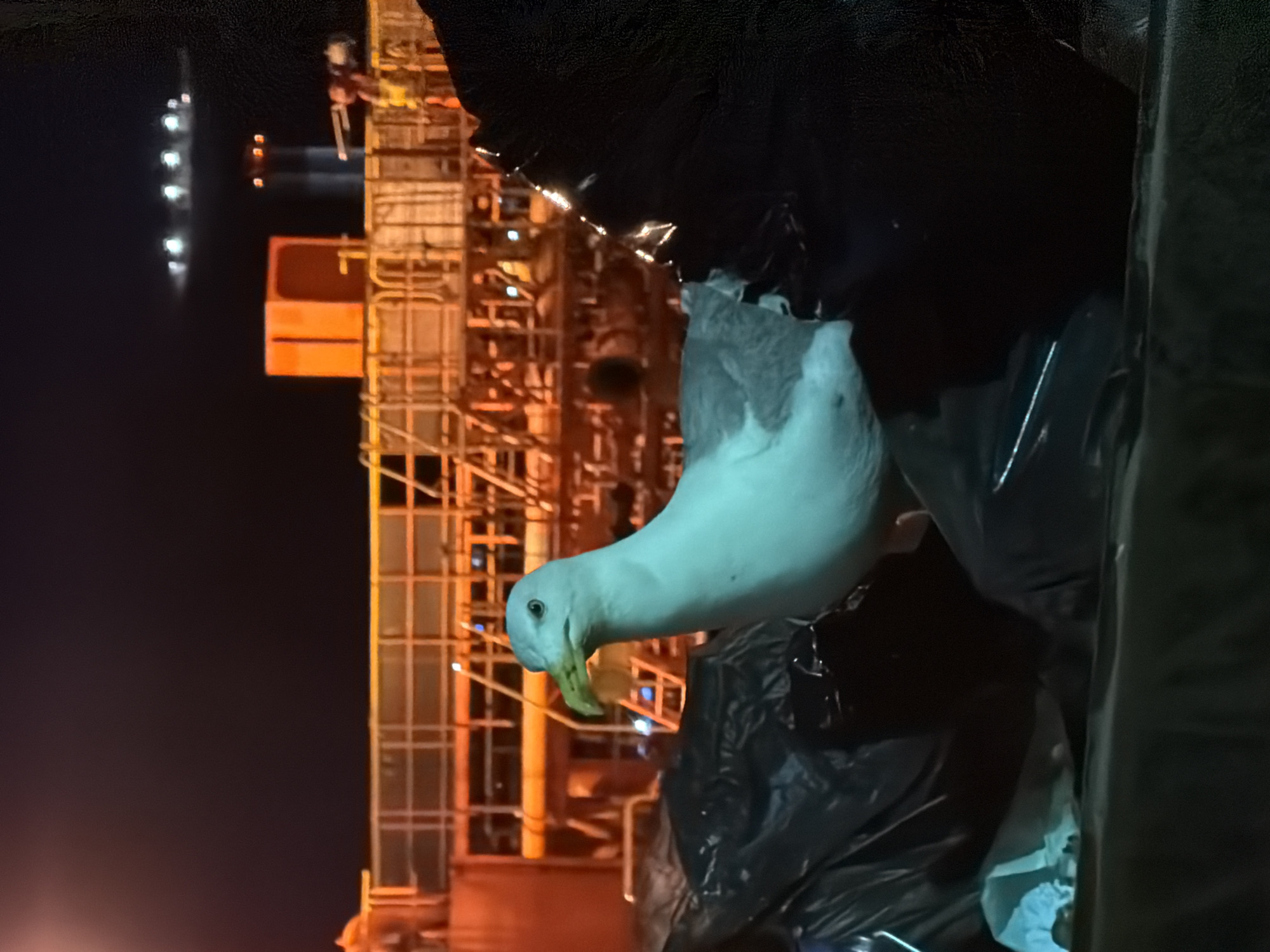 Seagull posted up on garbage bags in Ermoupoli