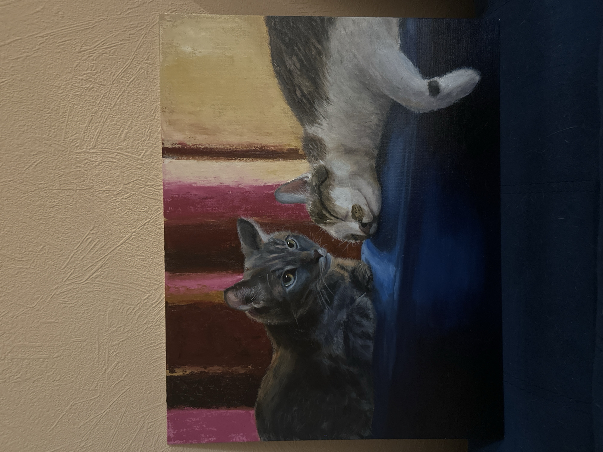 Cats observed in Krasnoyarsk home setting