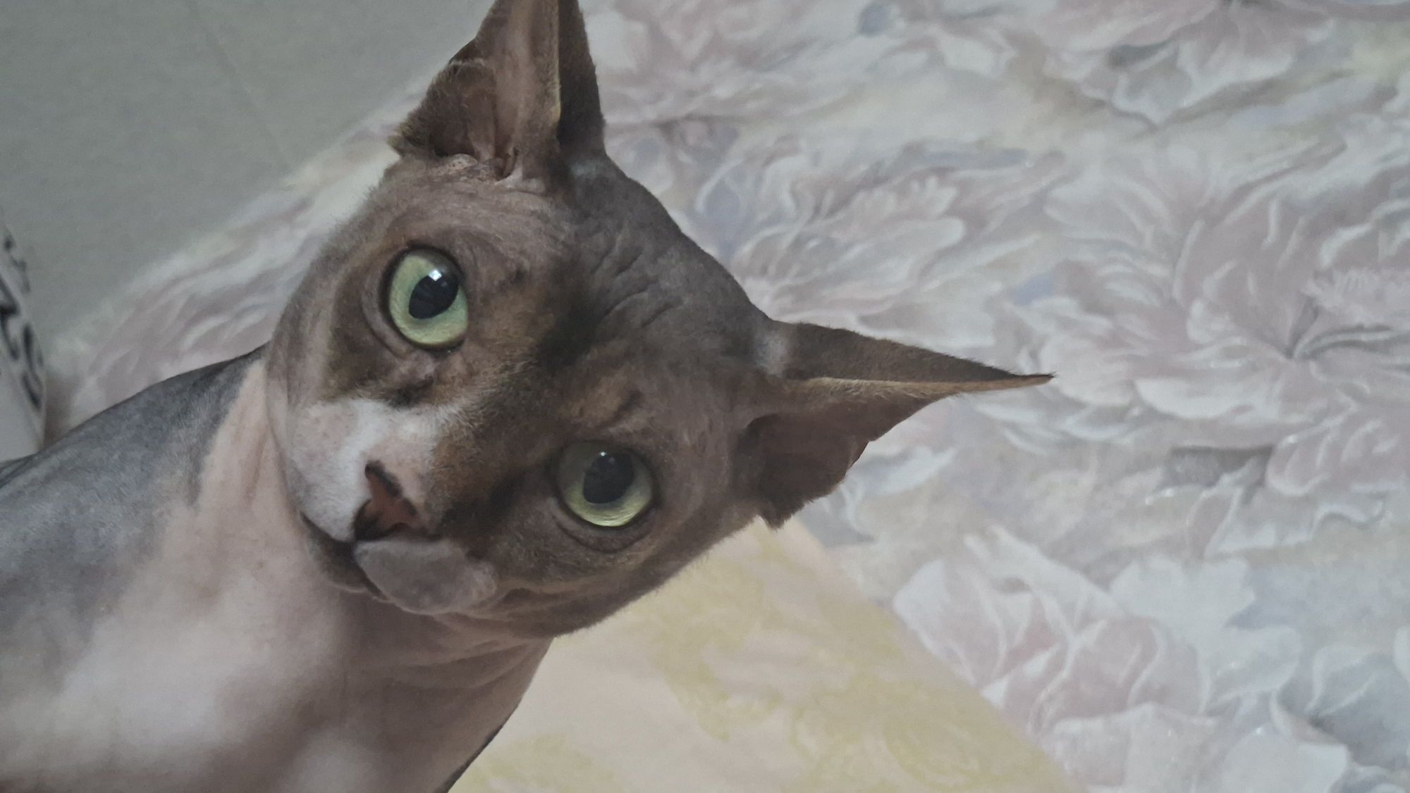 Sphynx cat morning at a Belarus home, mugs included