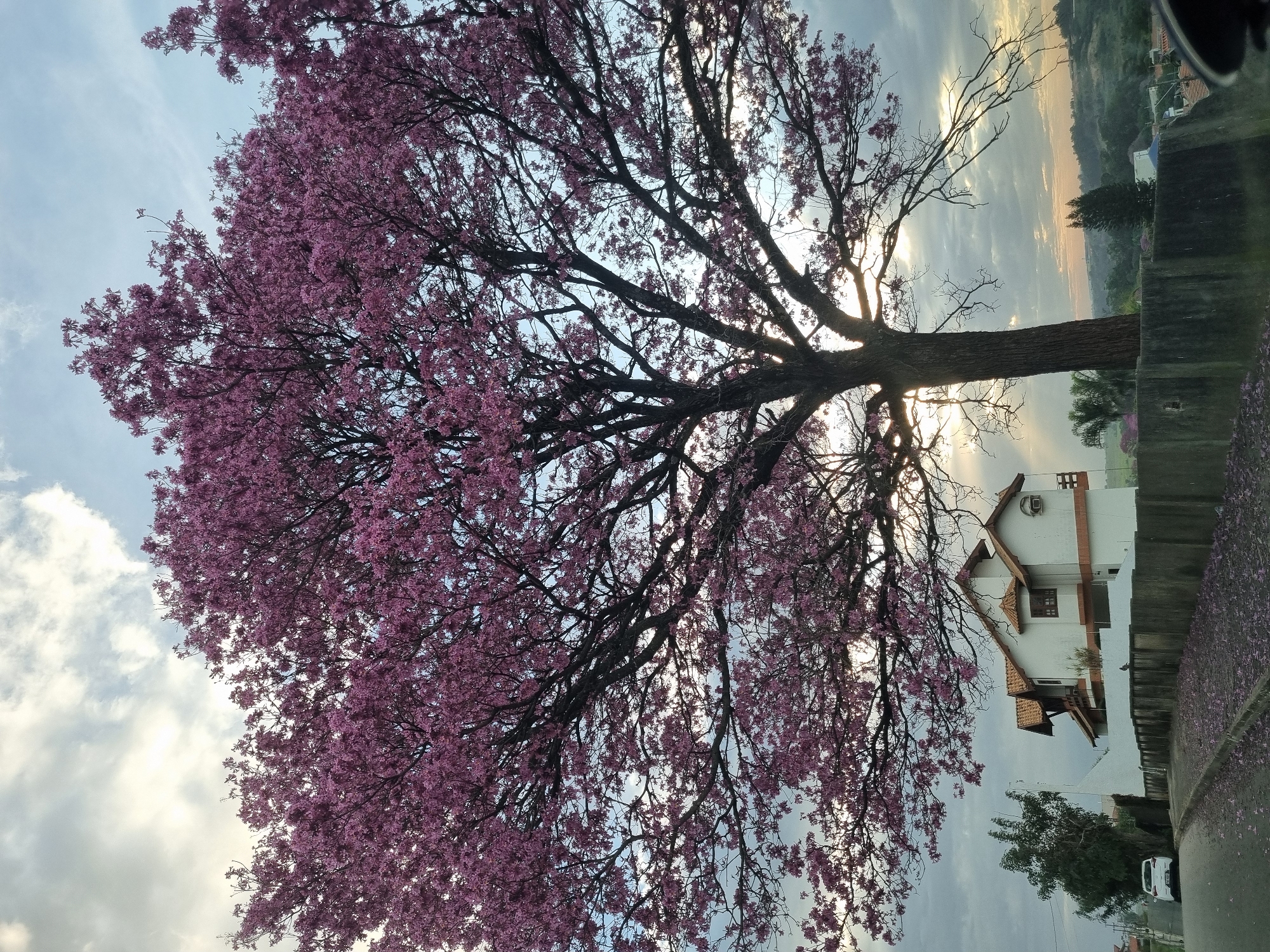 Pink Tabebuia in full bloom against a cloudy Brazilian sky