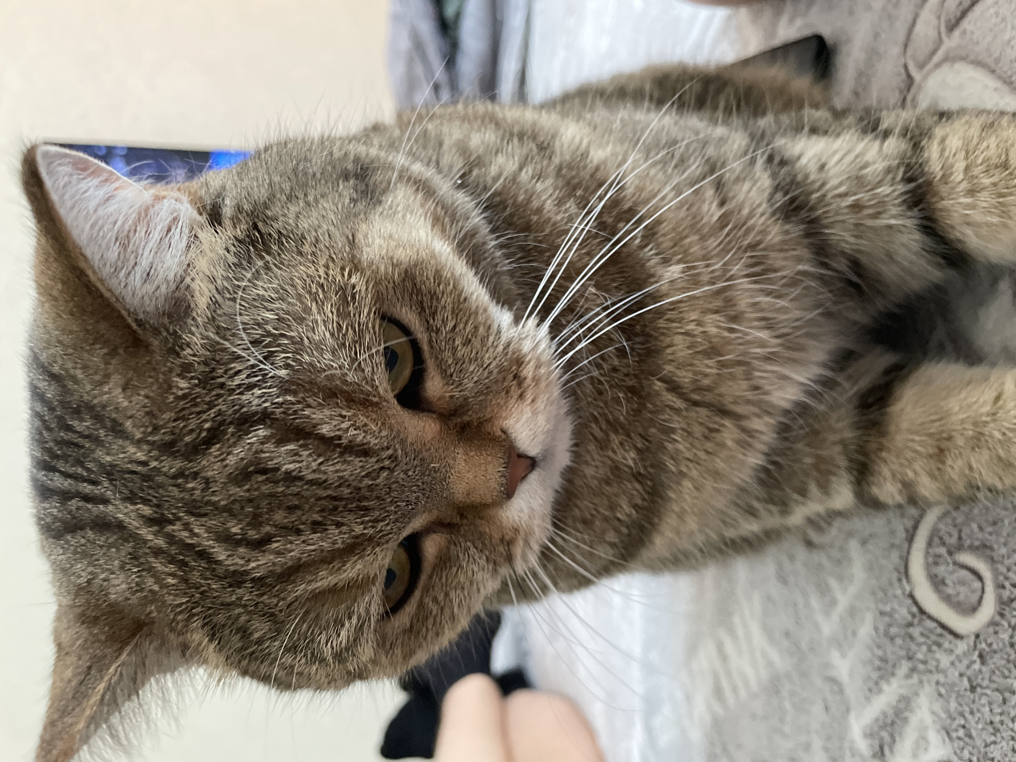 Tabby cat photographed on bedding in Saint Petersburg home