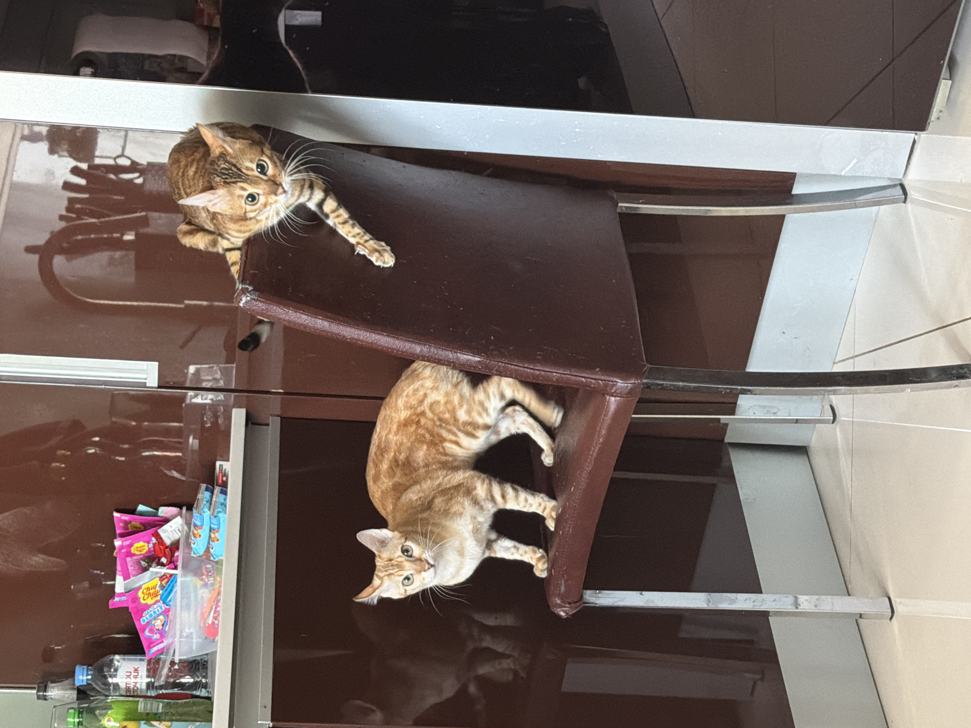 Two striped cats share chair in Vsevolozhsk