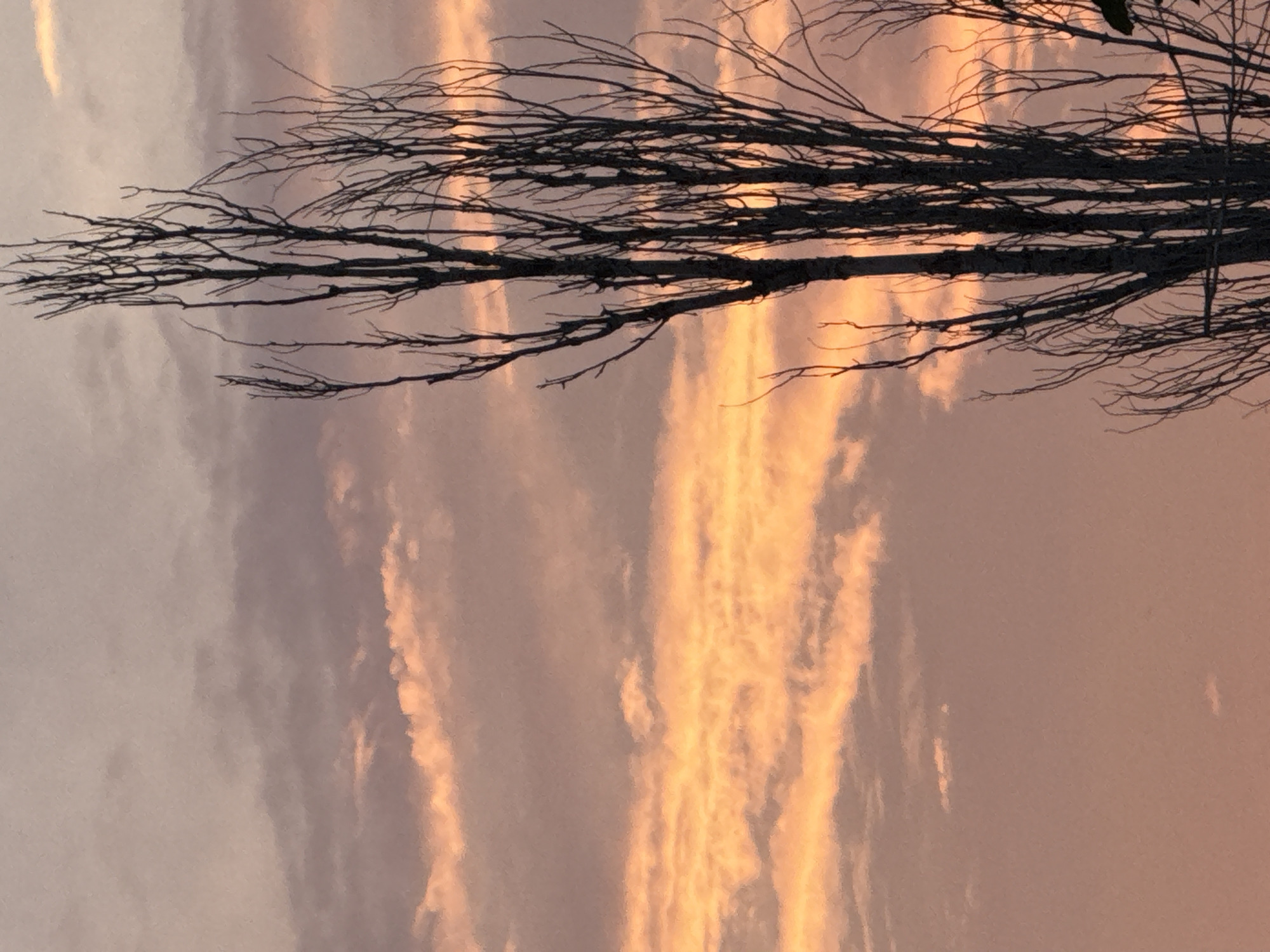 Sunset through bare trees, caught from multiple angles