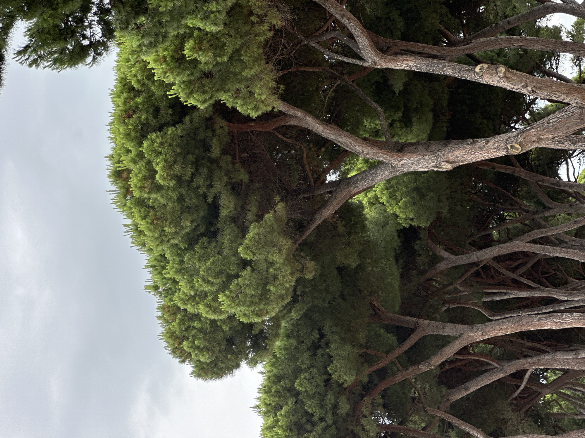 Pineto coastal town: pines, sea views, and a passing train