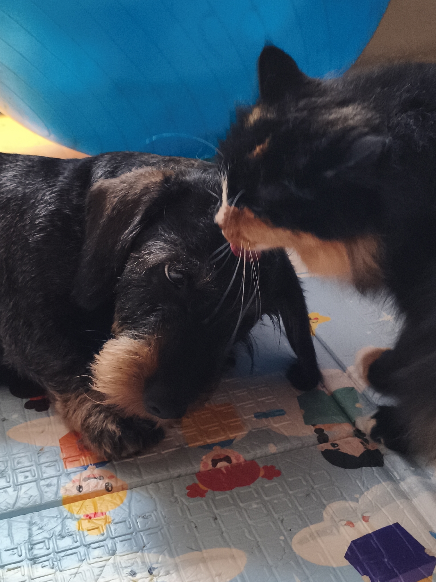 Dachshund and cats share a play mat in a Chaikovsky apartment