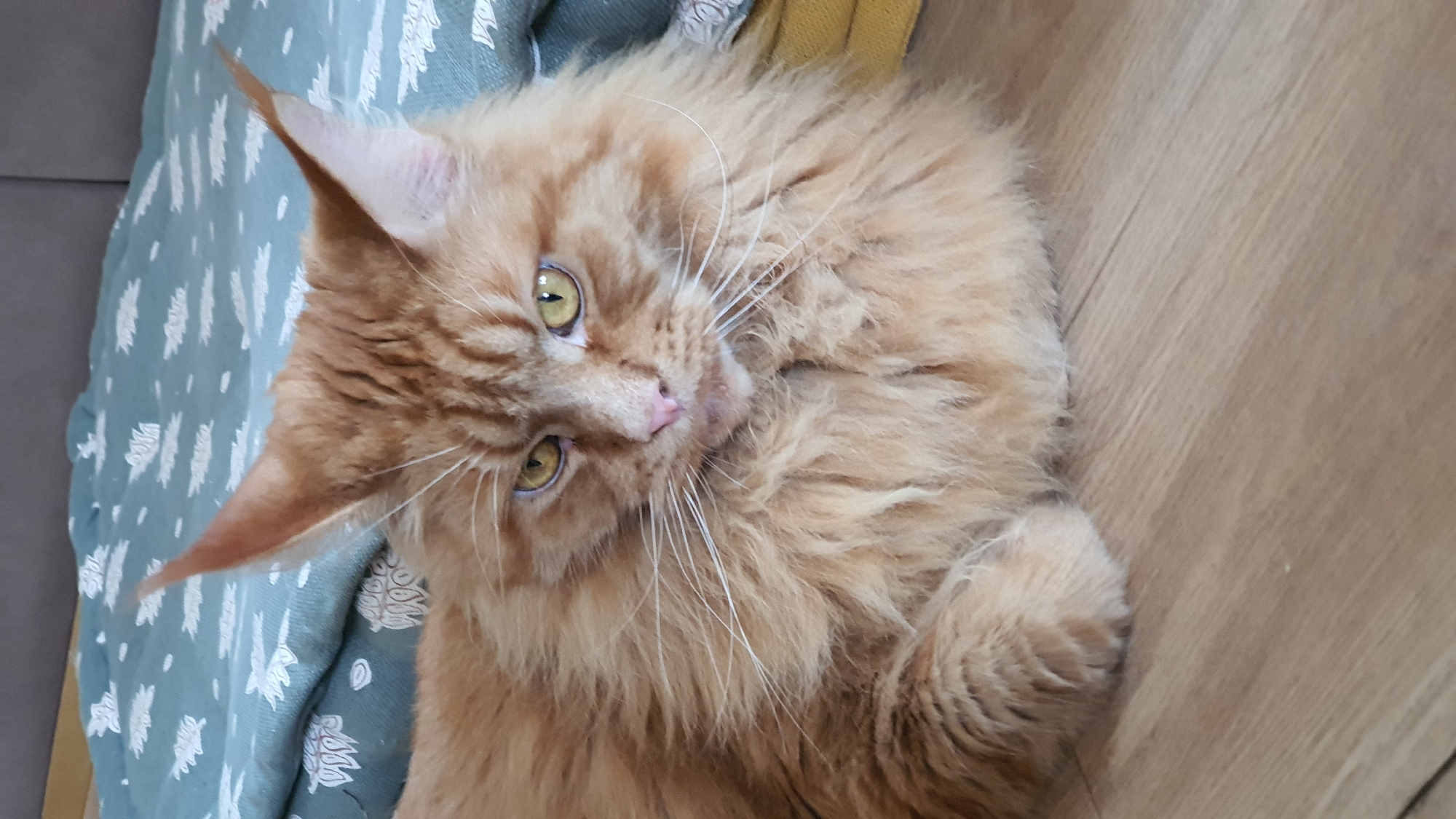 Ginger Maine Coon and Siamese cat at home in Krasnoyarsk