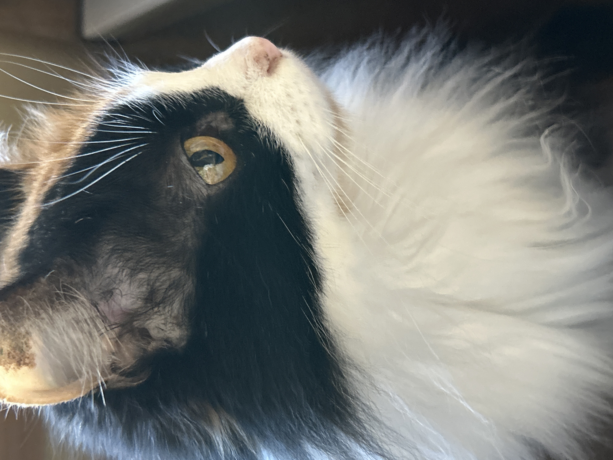 Calico cat lounging and yawning around a Buenos Aires apartment