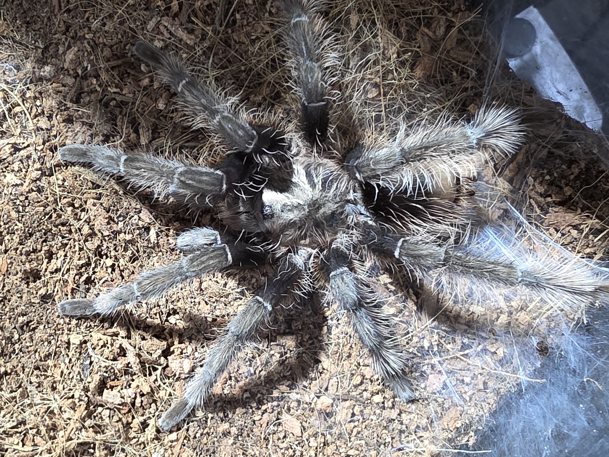 Tarantula enclosure photography alongside everyday Kamianske street scenes