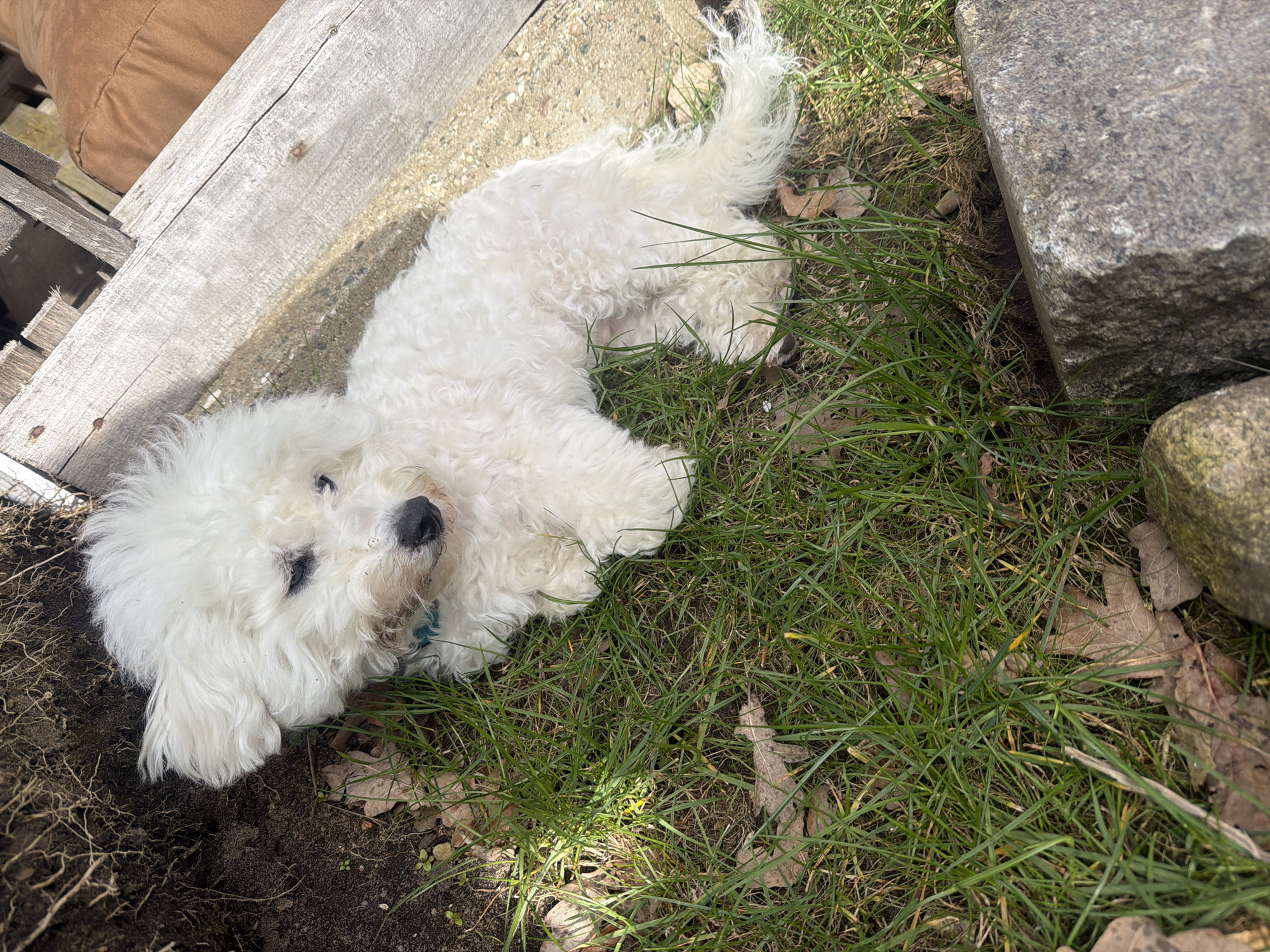 Bichon Frise dog spotted resting in Neumünster park area