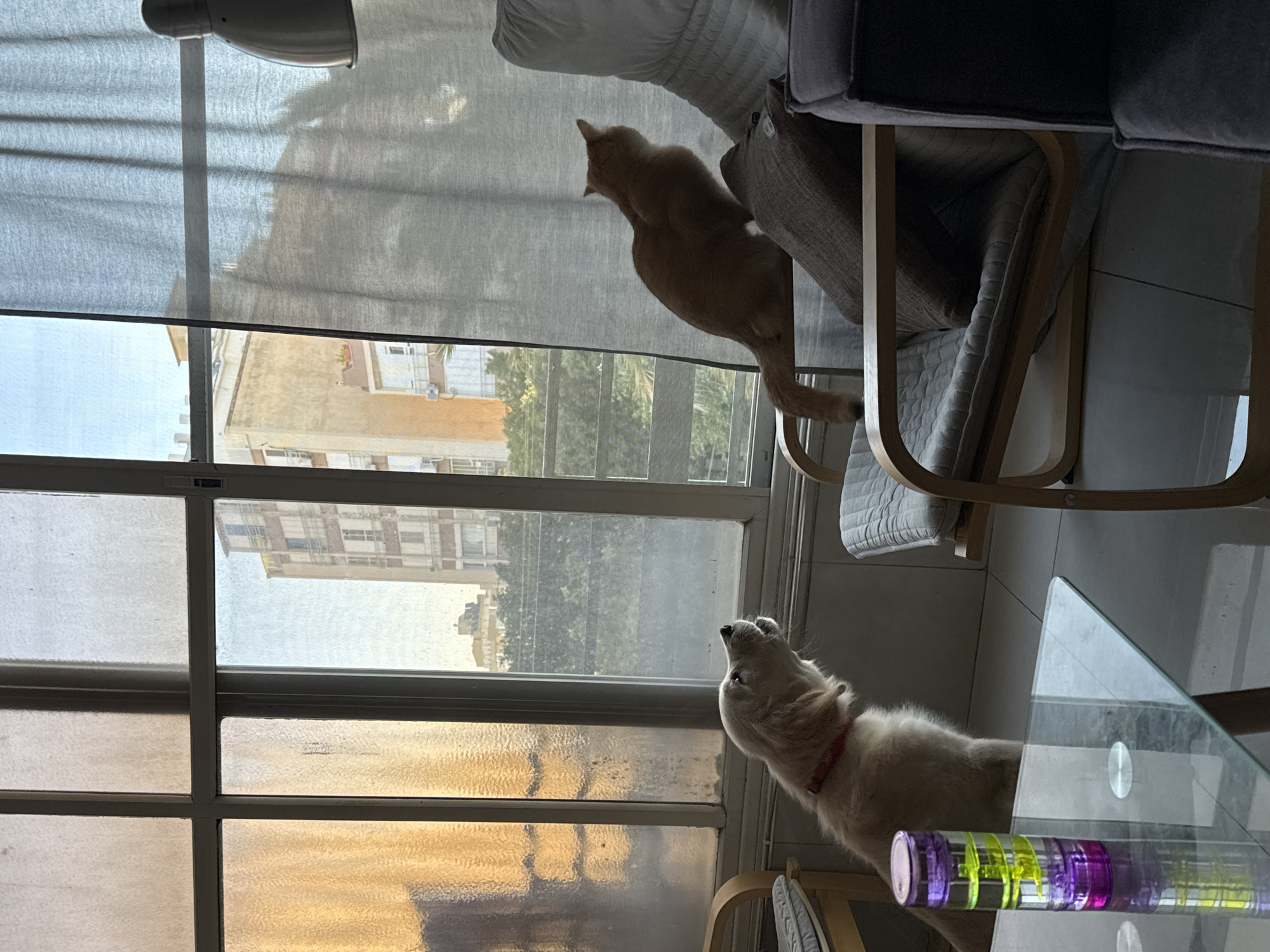 Early morning pet moments captured in Netanya apartments