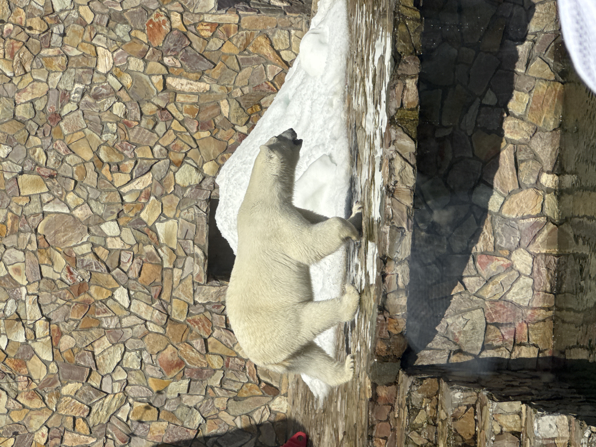 Morning at Leningrad Zoo, Saint Petersburg — animals across the collection