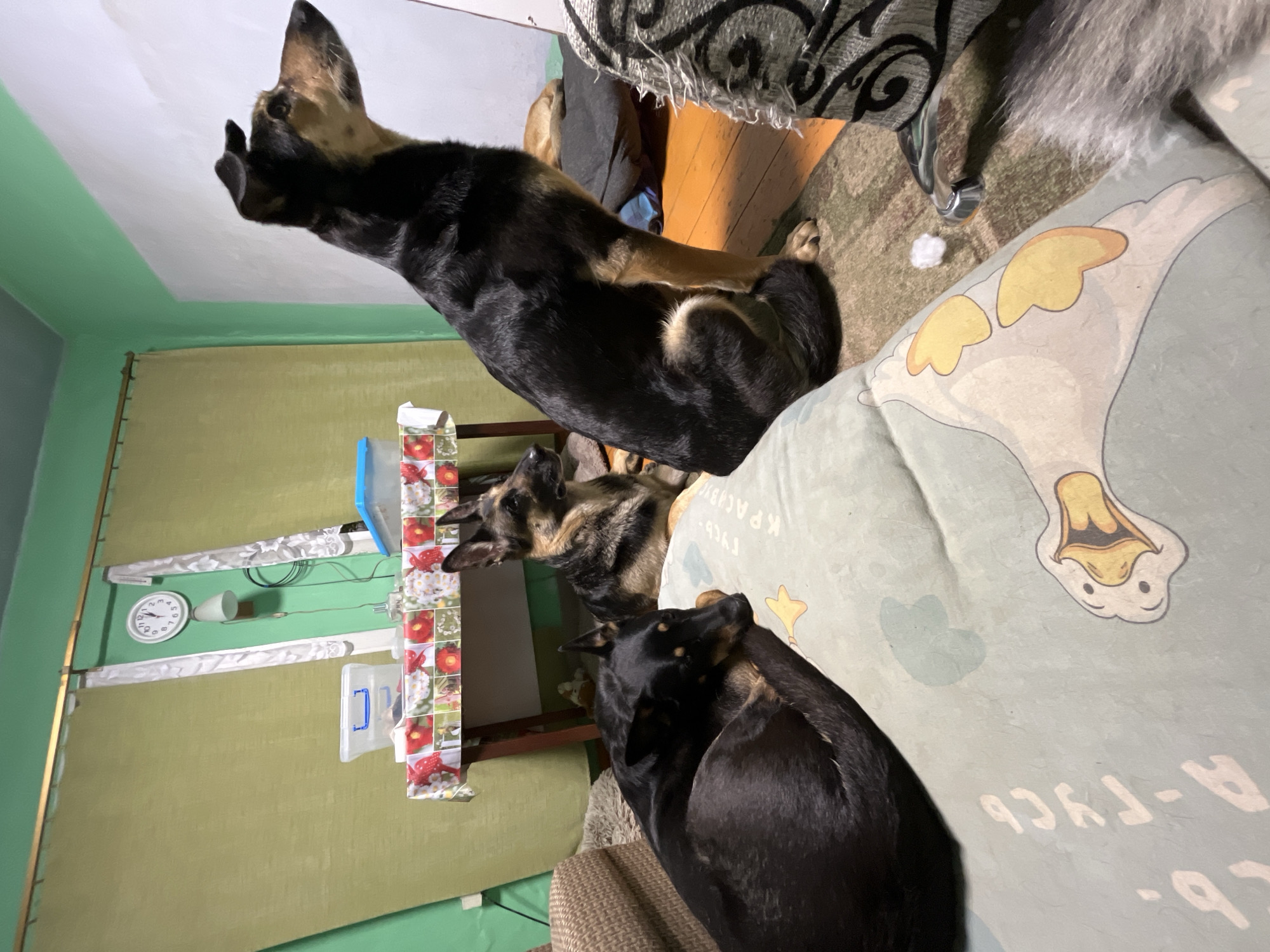 Resident documents evening pet bonding moments in Nizhny Tagil home