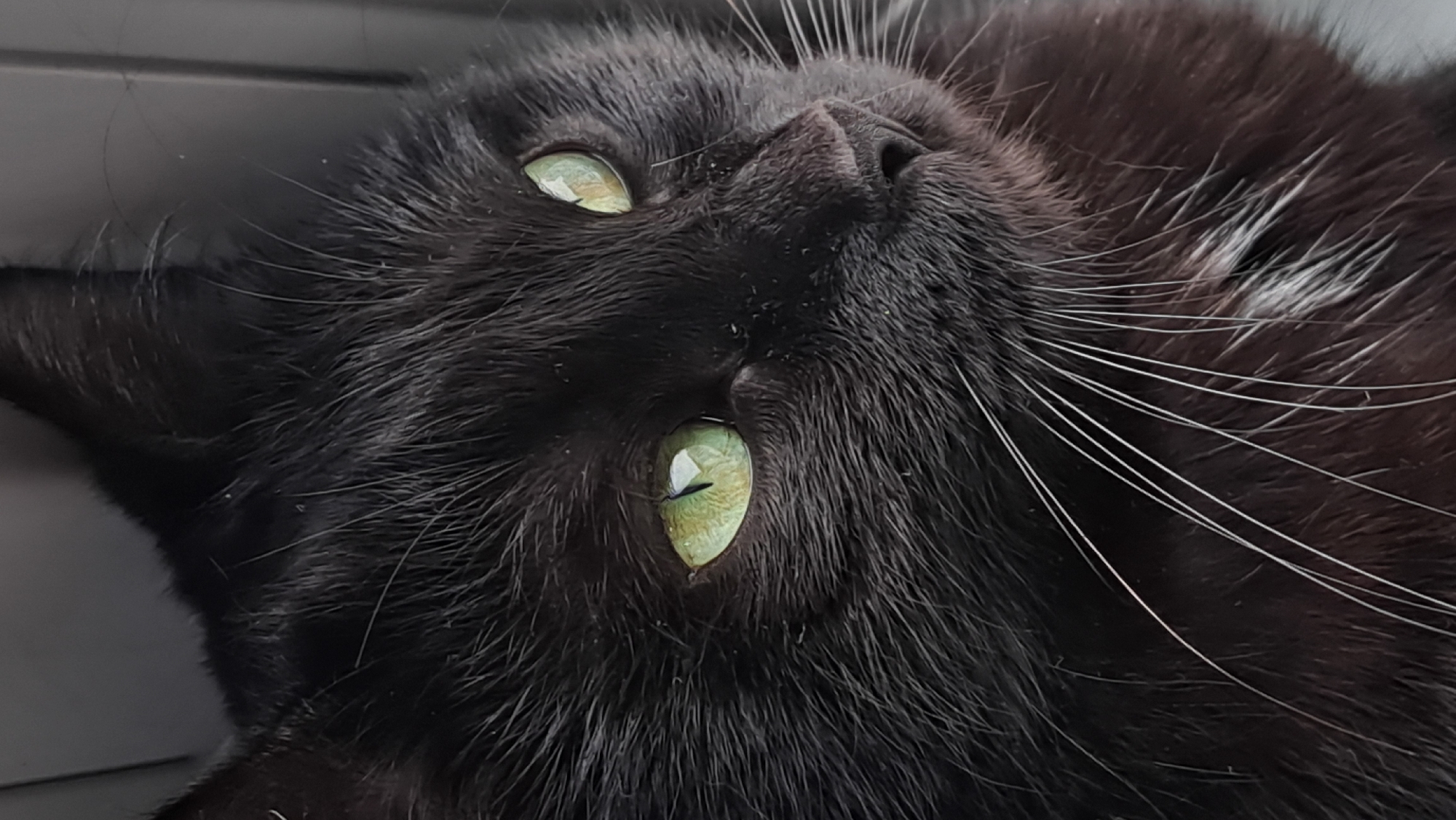 Black cat photographed upside-down in Stara Zagora, Bulgaria