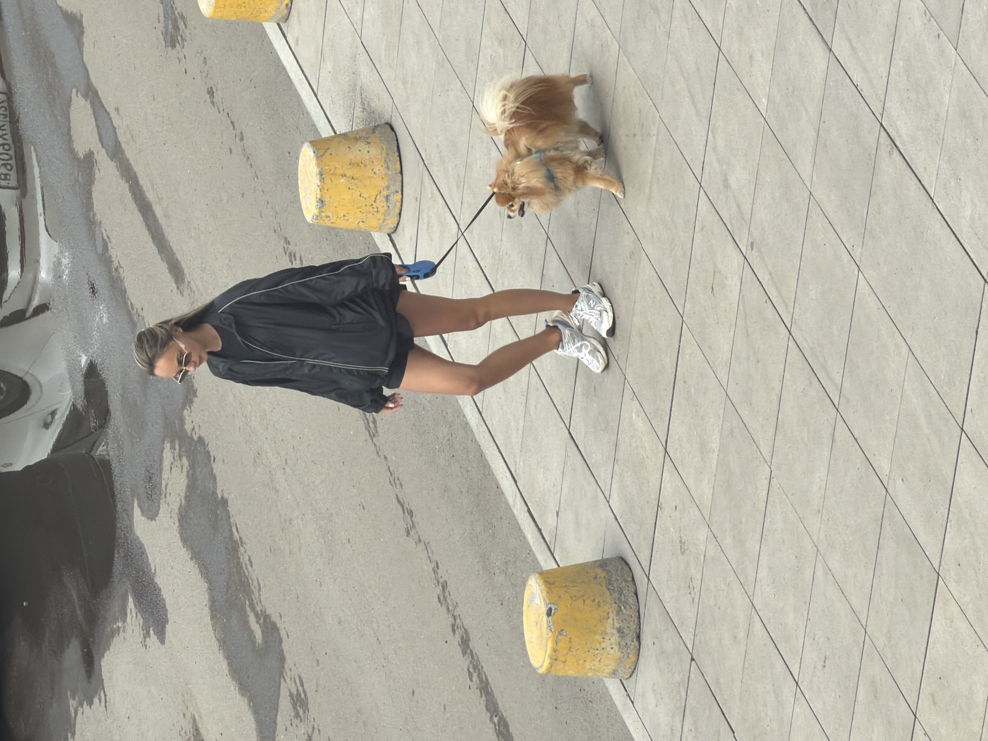 Morning scenes with dogs in Krasnoyarsk, Russia