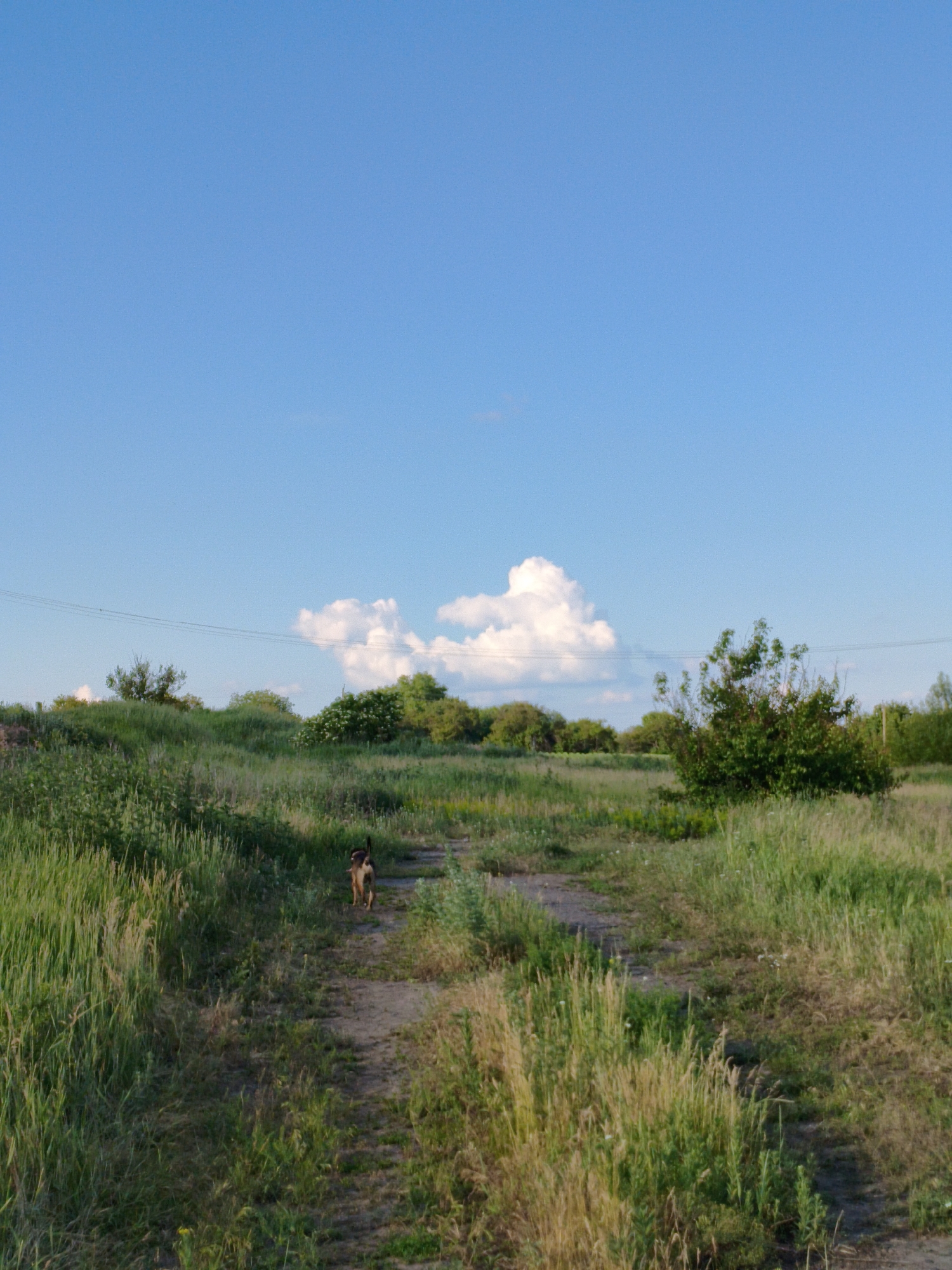 Dog walk documented through rural Ukrainian countryside near Psilske