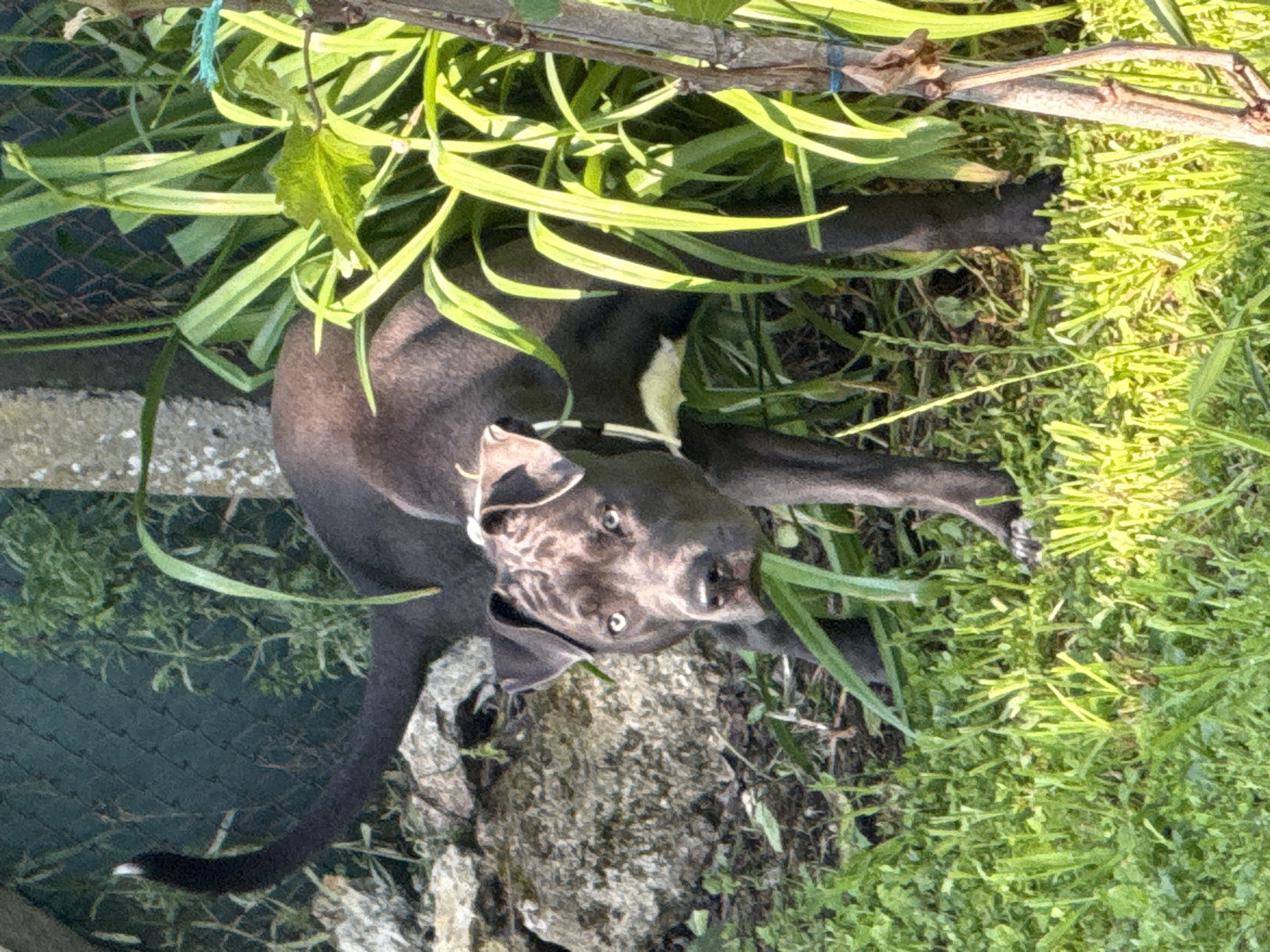 Dark grey pit bull spotted in Zornitsa, Bulgaria