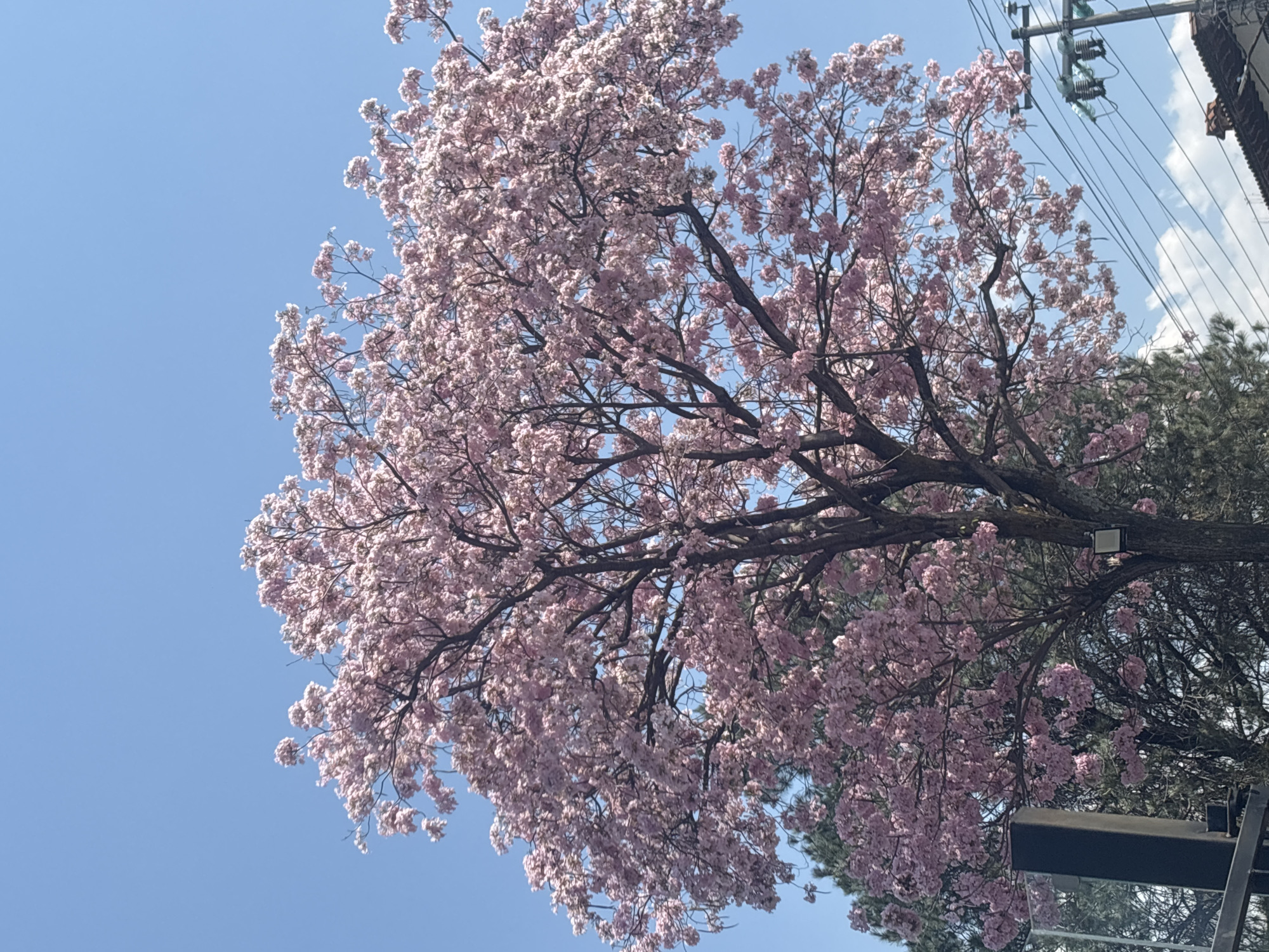 Blooming pink tree photographed in Cuernavaca, Mexico