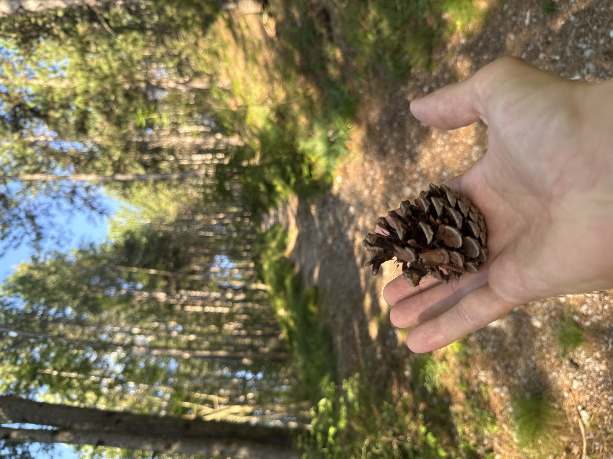 Forest hiking and village views around Molveno, Italian Dolomites