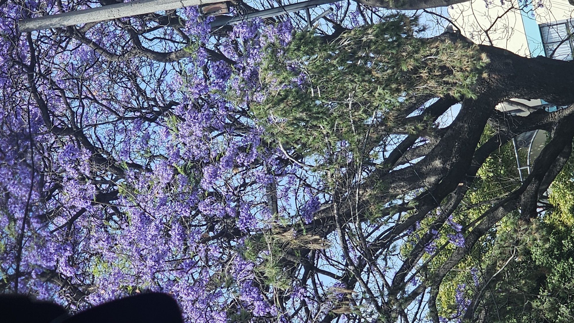 Jacaranda trees bloom purple across Mexico City streets