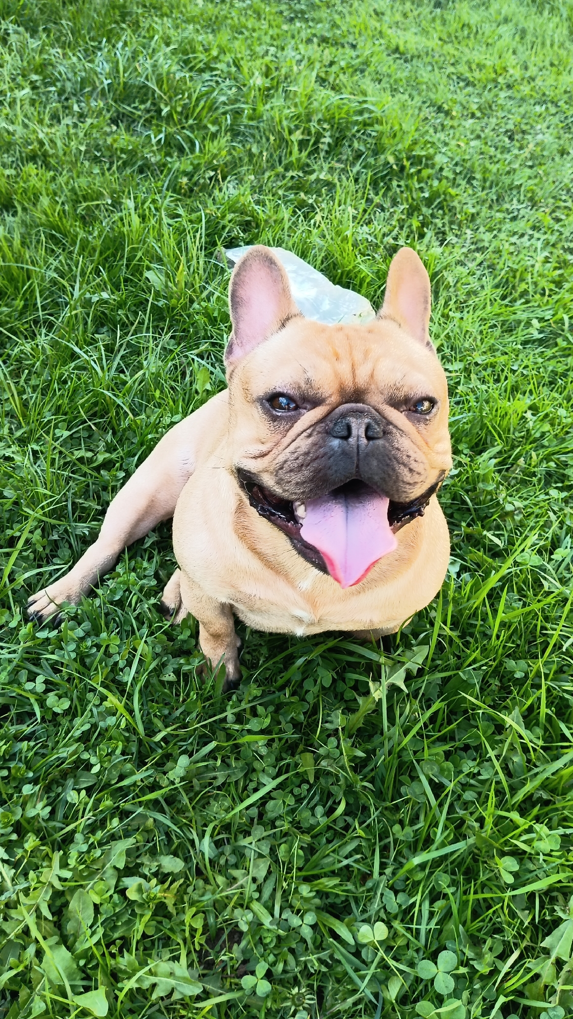 French Bulldog spotted playing in Donino park area
