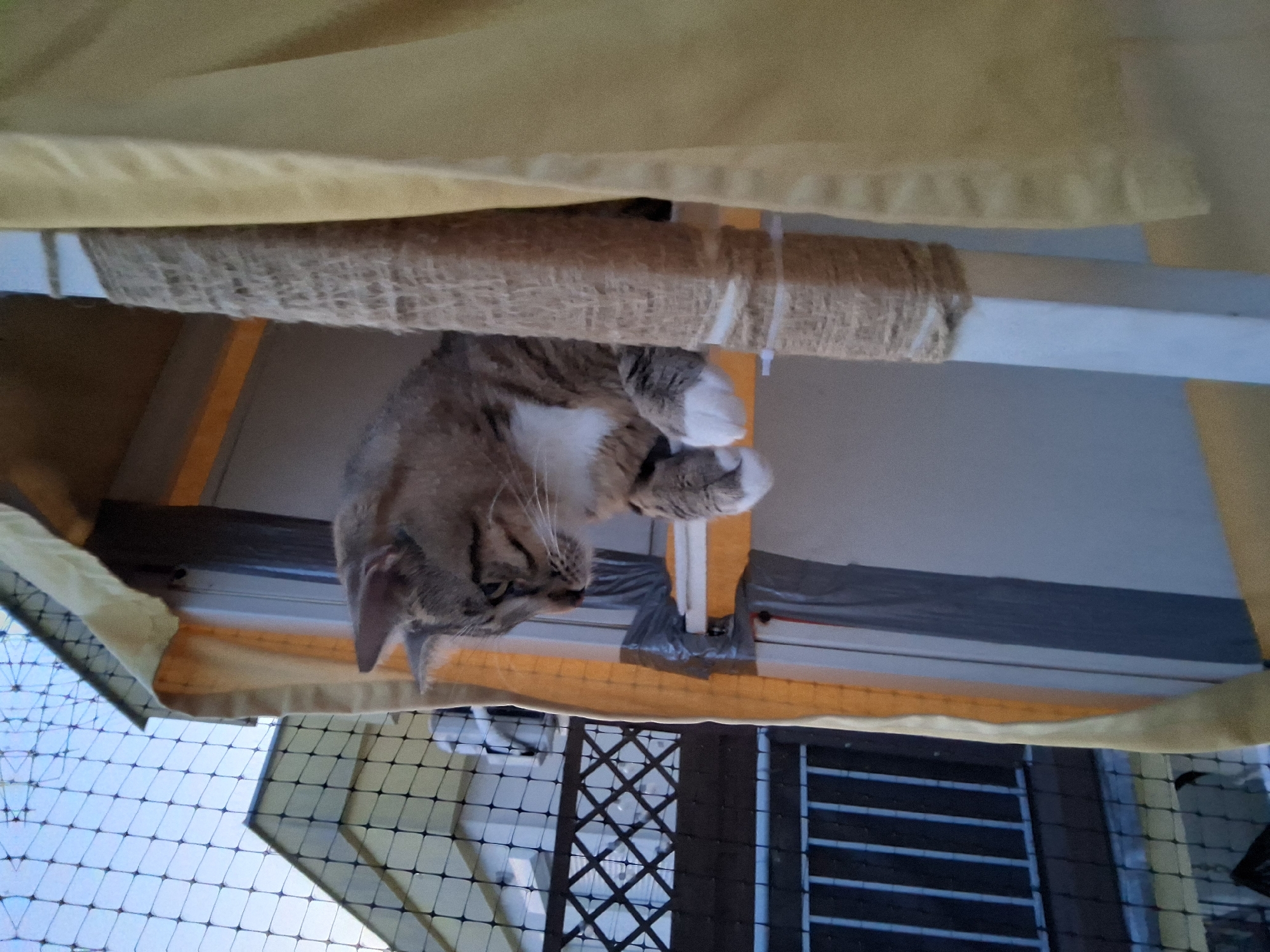 Tabby cat perched on balcony shelf, Warsaw