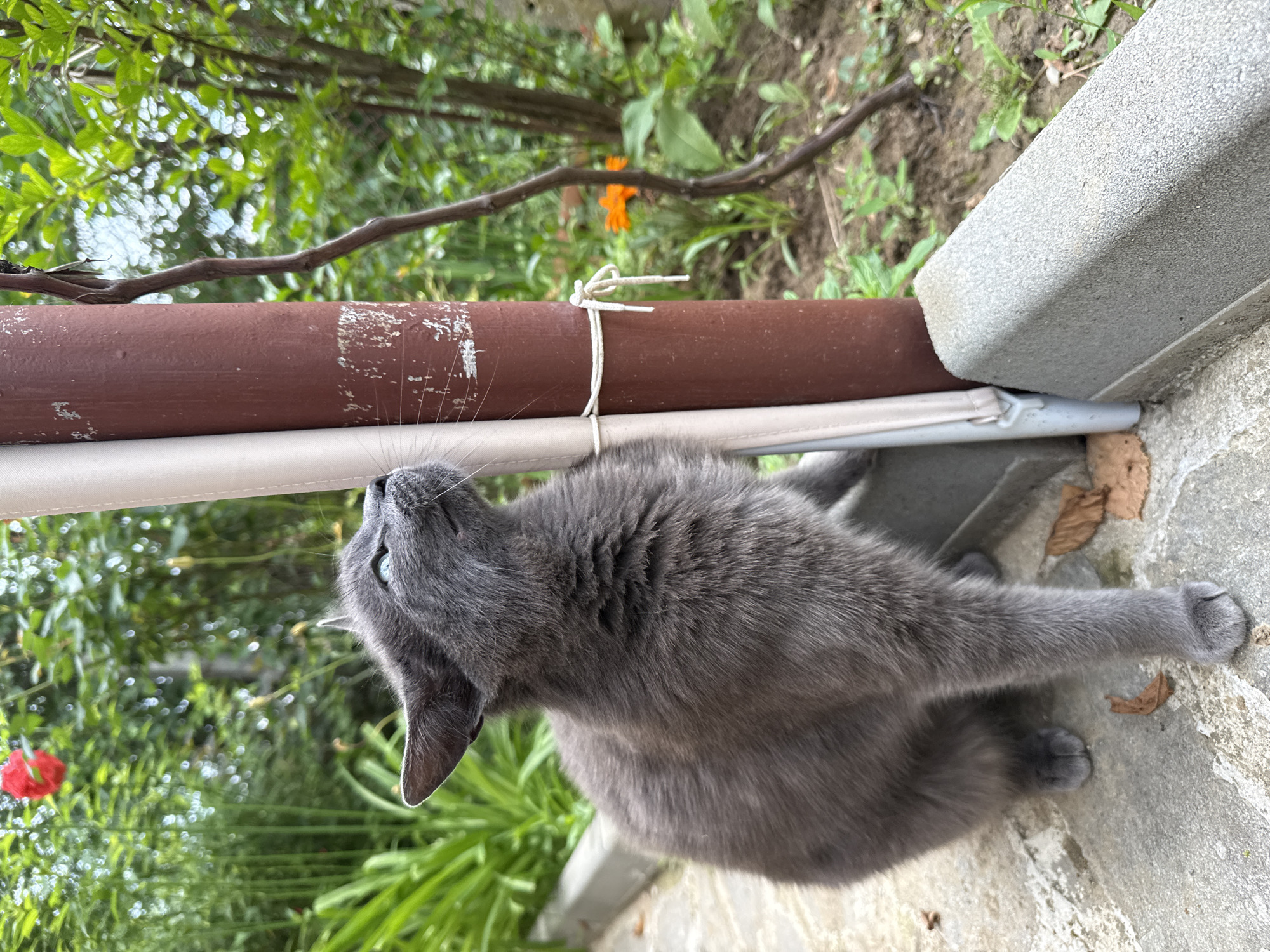 Morning pet life documented across Gabrovo, Bulgaria neighborhoods