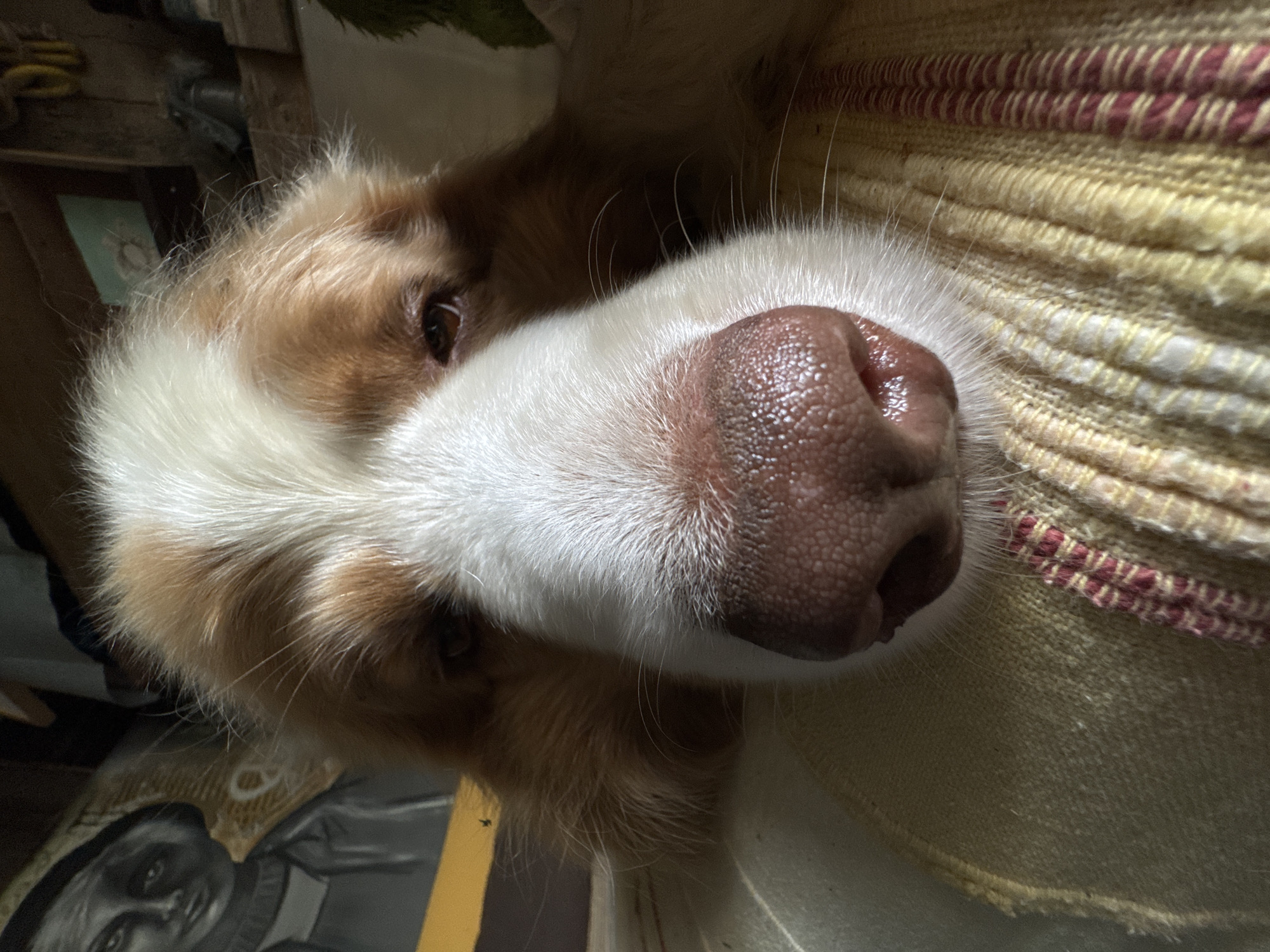 Australian Shepherd photographed resting near rustic barn with foliage