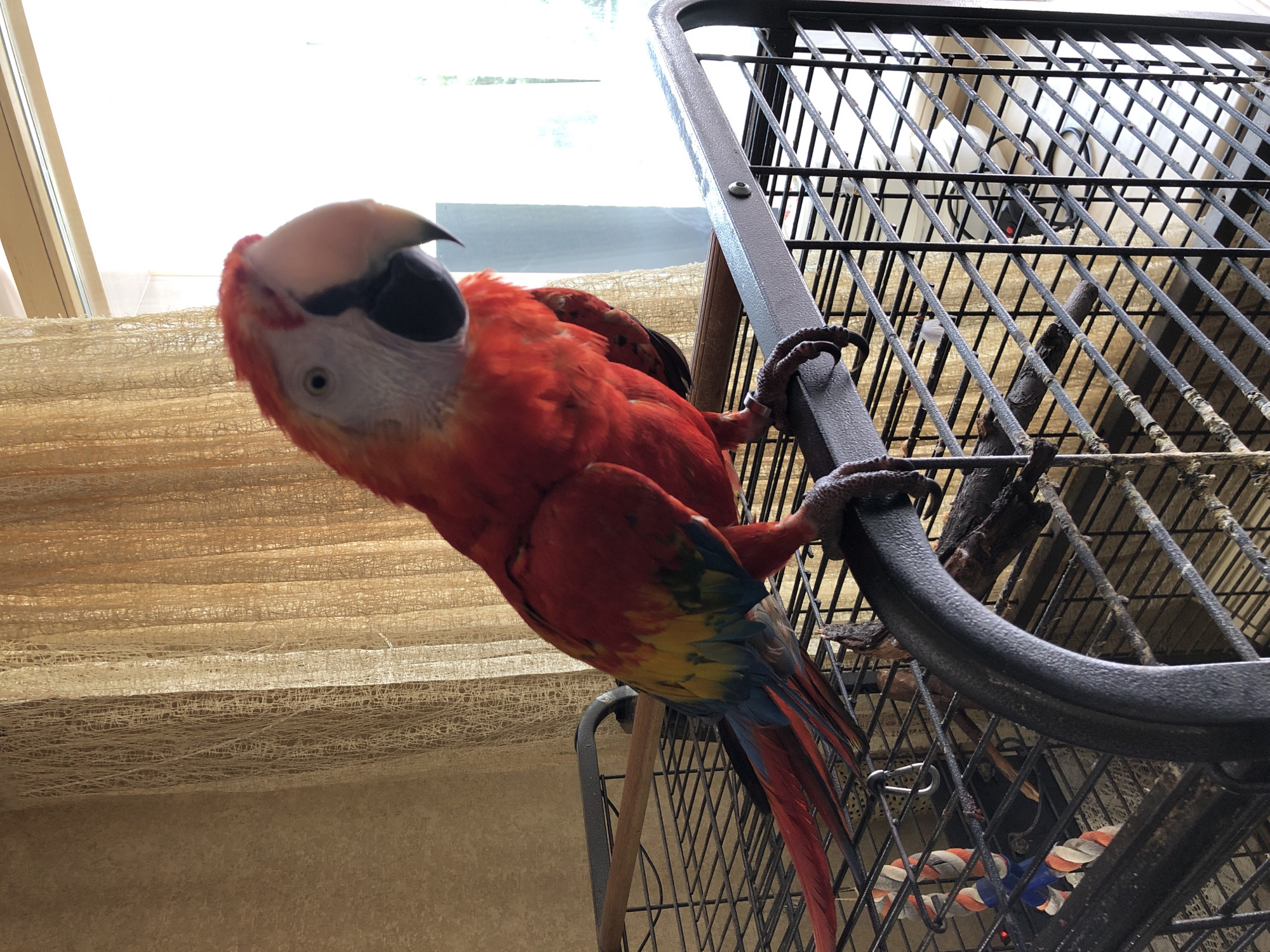 Scarlet macaw on a cage in Kazan
