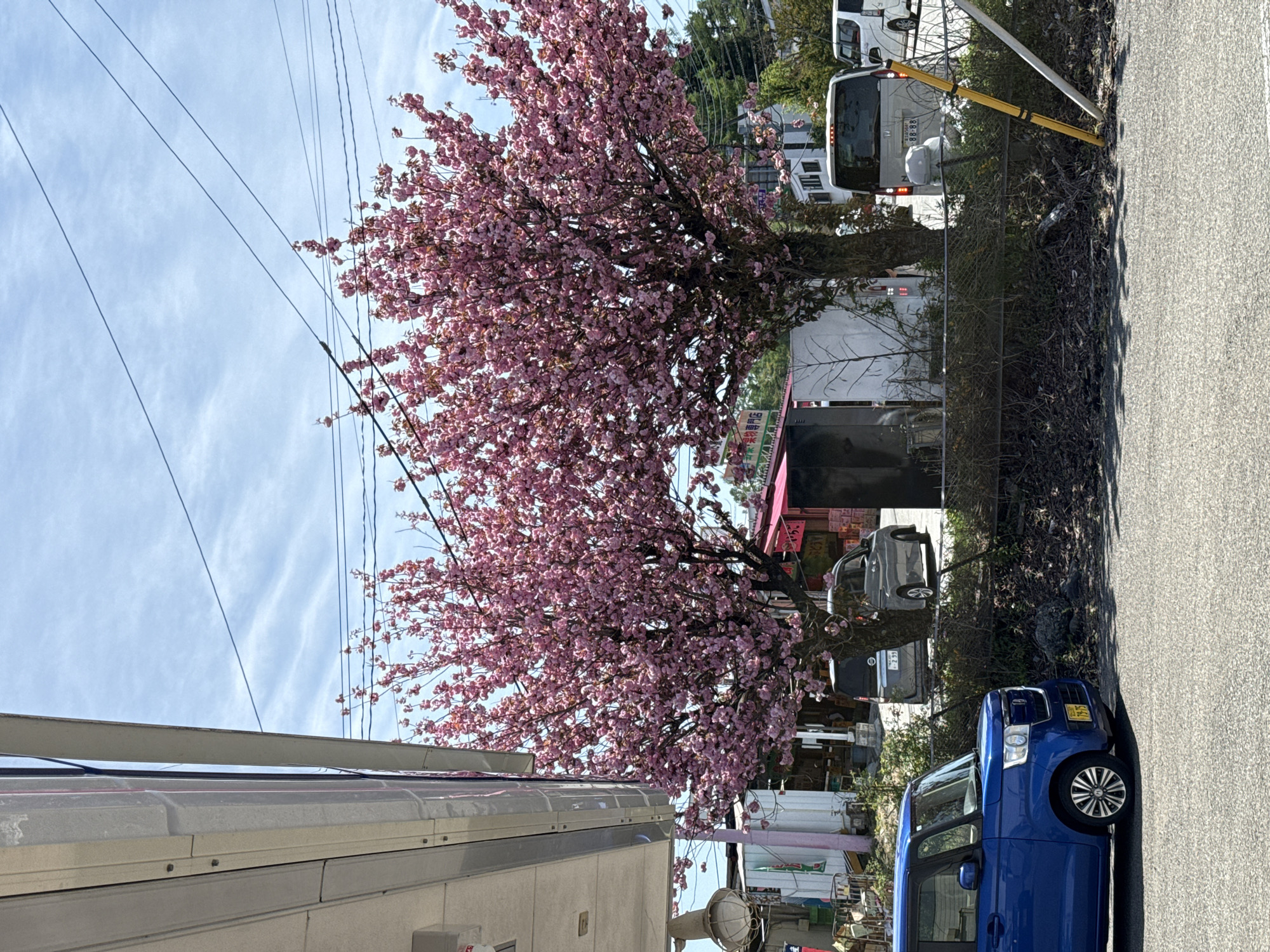 Cherry blossoms bloom on quiet Fujiyoshida street