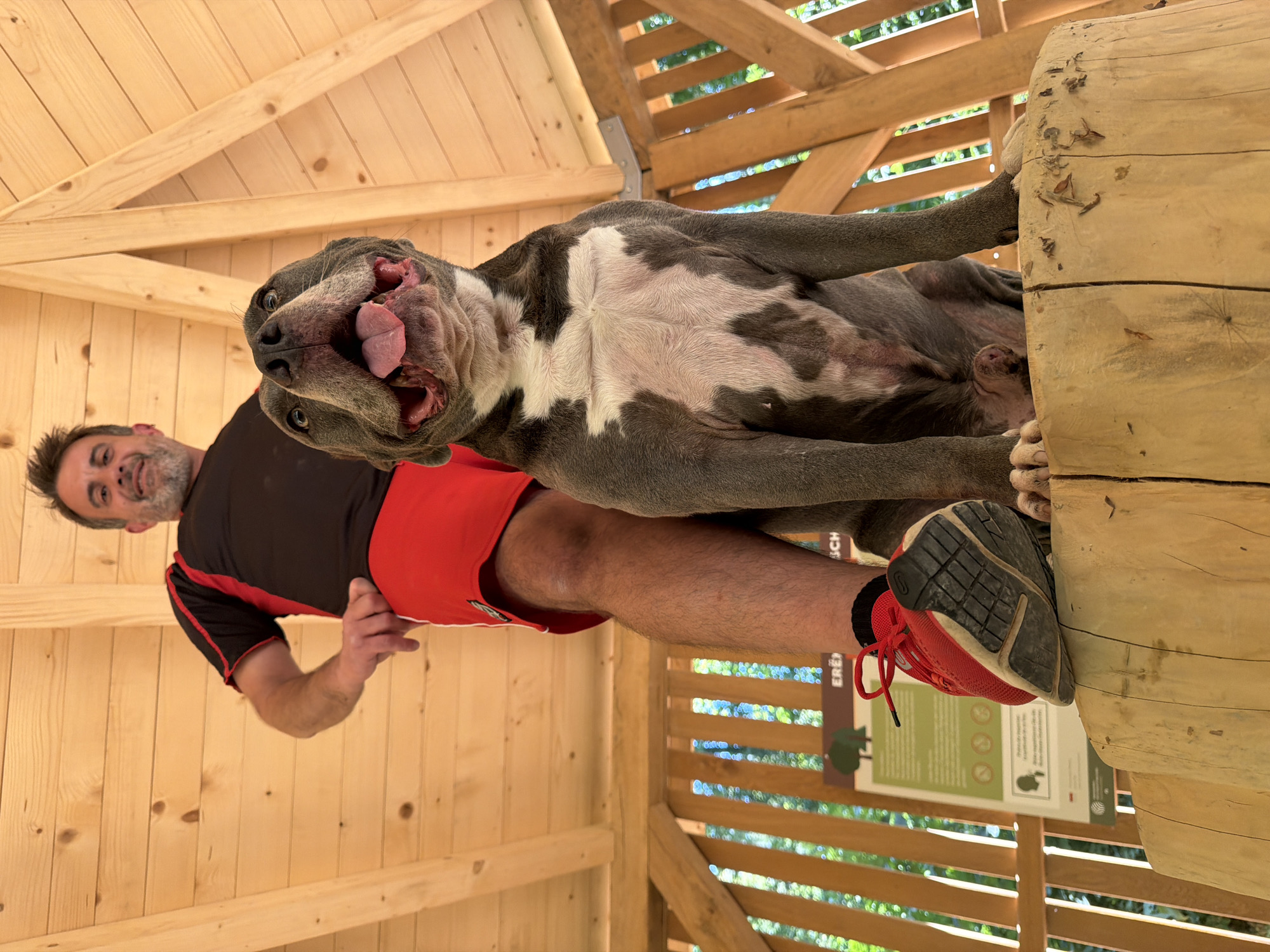 Person and grey dog posing in a wooden outdoor structure