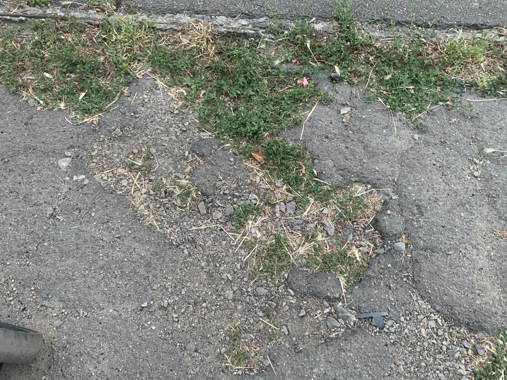 Lakeside park stroll with close-up looks at plants and pavement