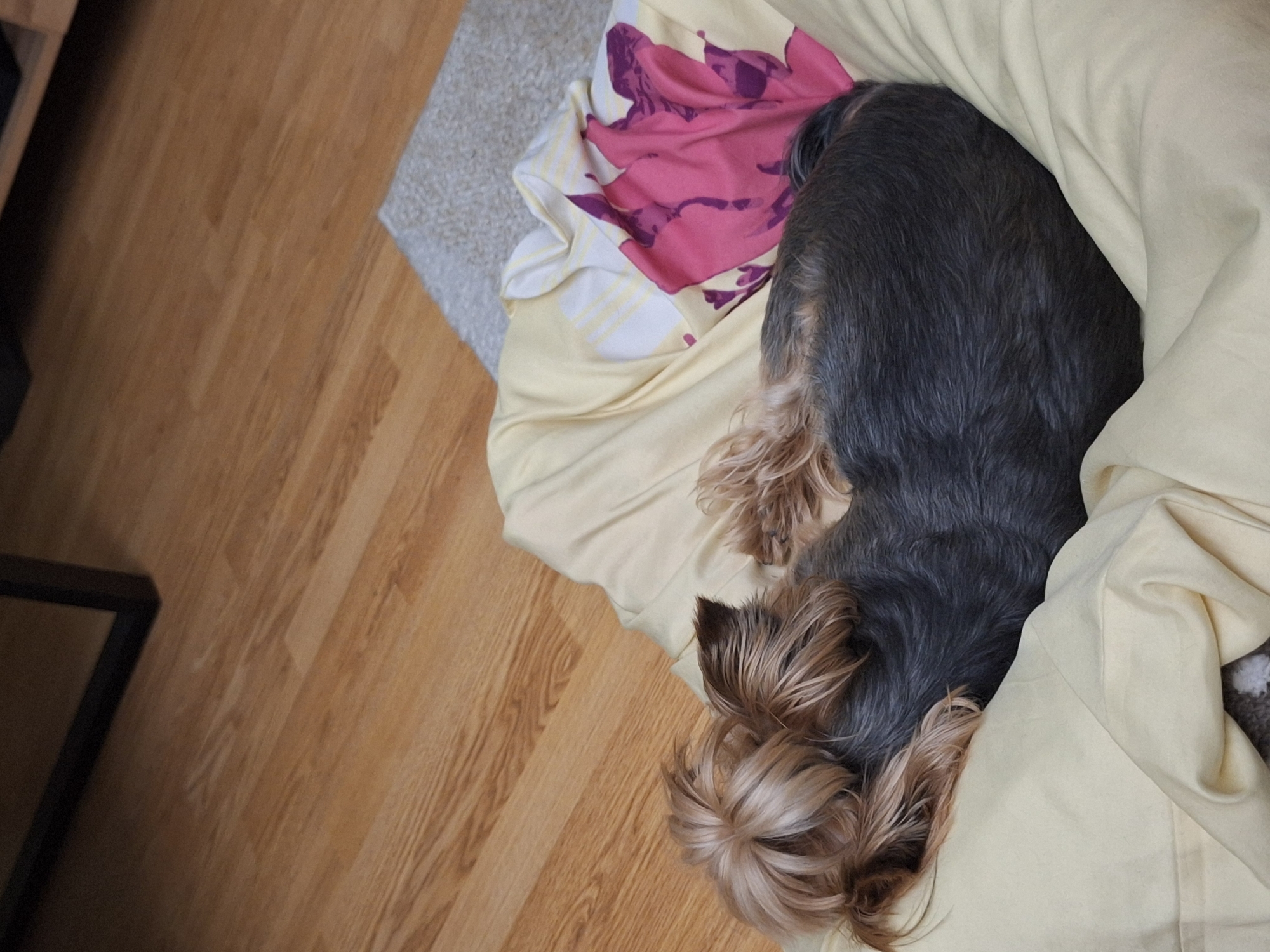 Yorkshire Terrier naps under yellow blanket in Bulgaria