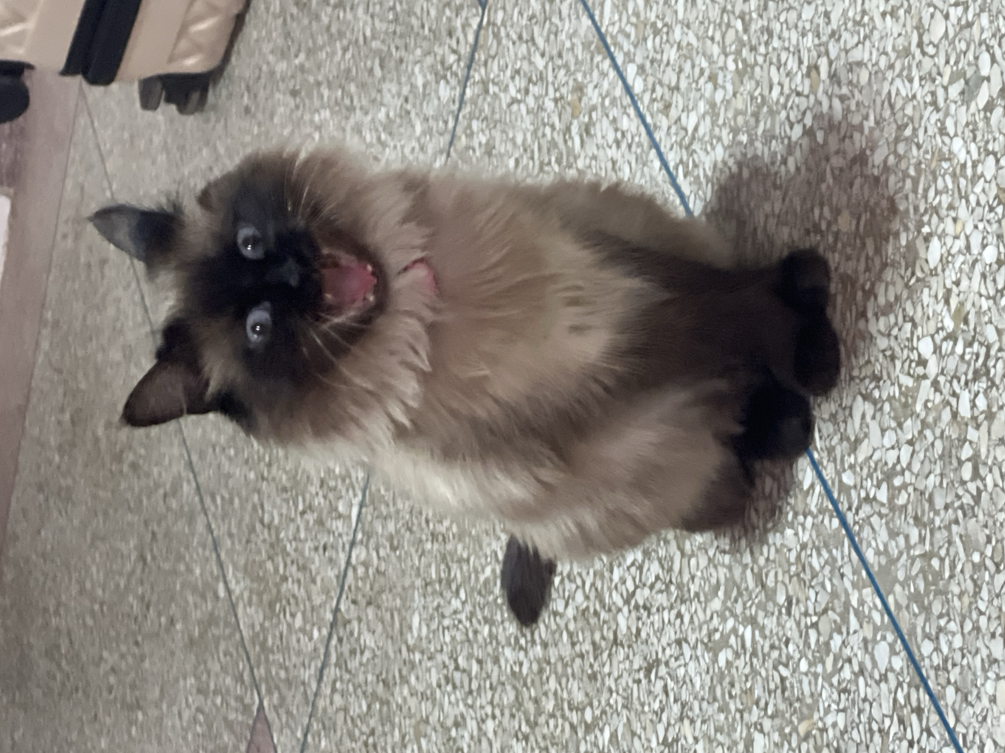 Siamese cat photographed on tiled floor in Marrakesh