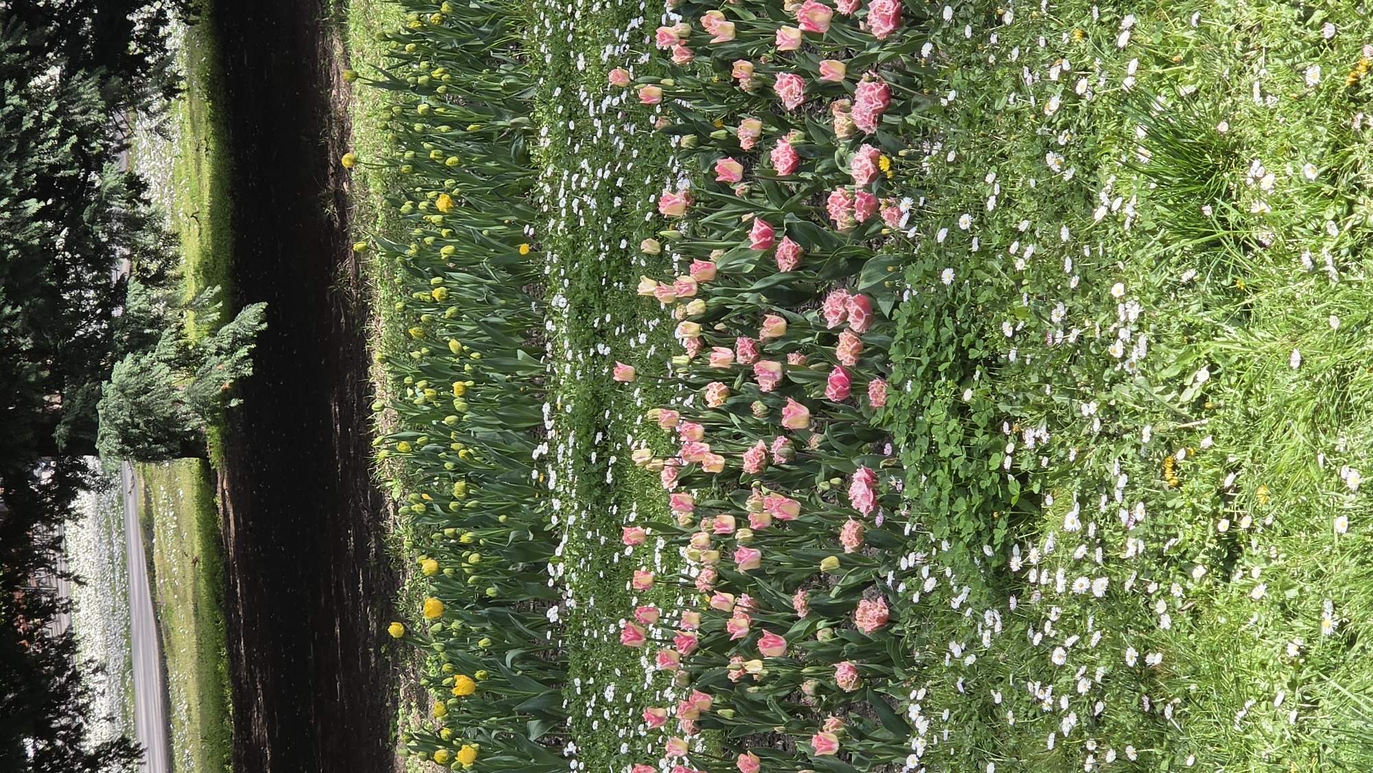 Spring blooms captured in Varna gardens Friday afternoon