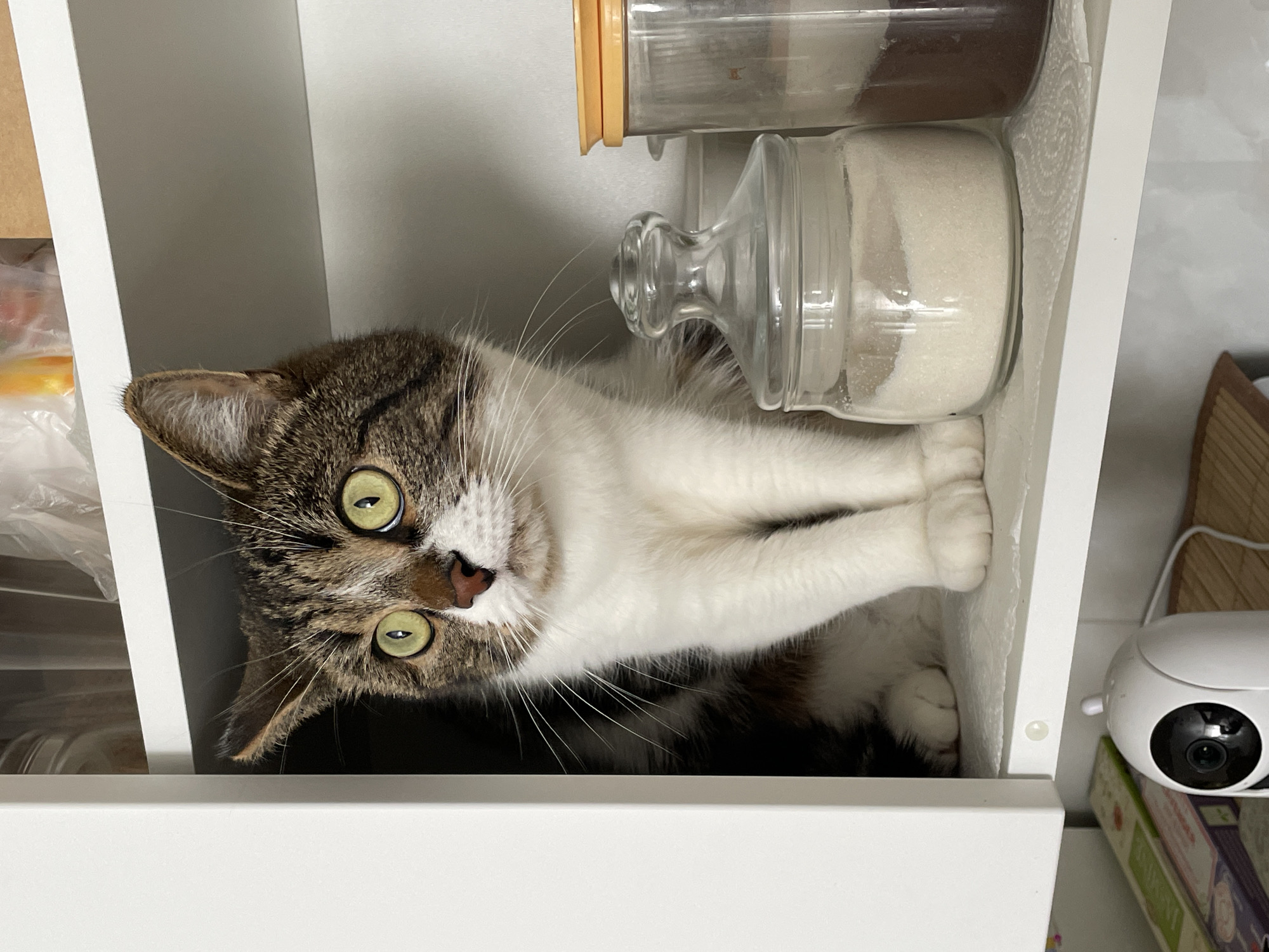 Domestic cats spotted in residential home in Pervomaysky