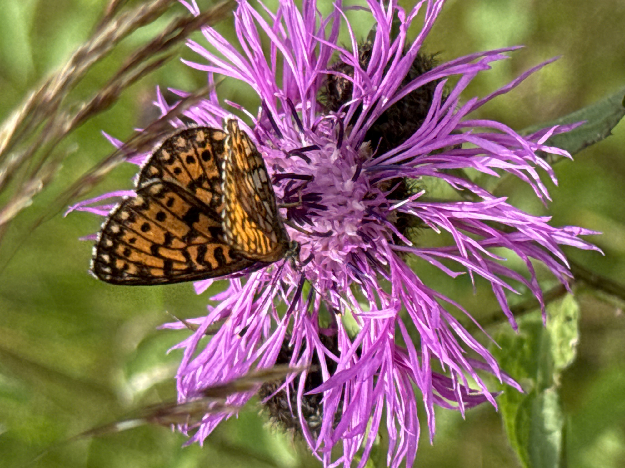 Orange butterfly on purple thistle, close-up in rural Russia