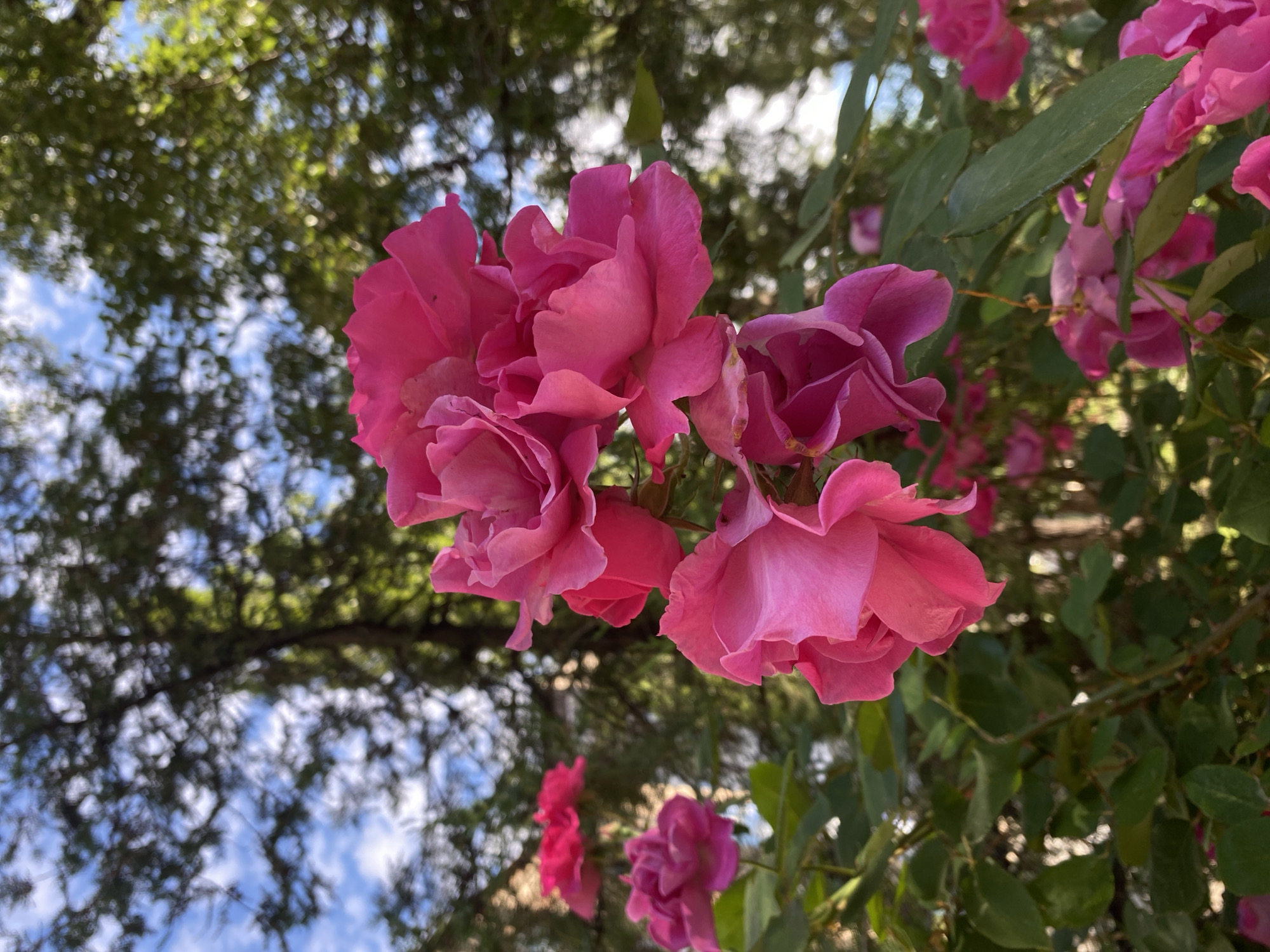 Morning garden snapshots: roses, hydrangeas, mulberries, and a parked Jeep.