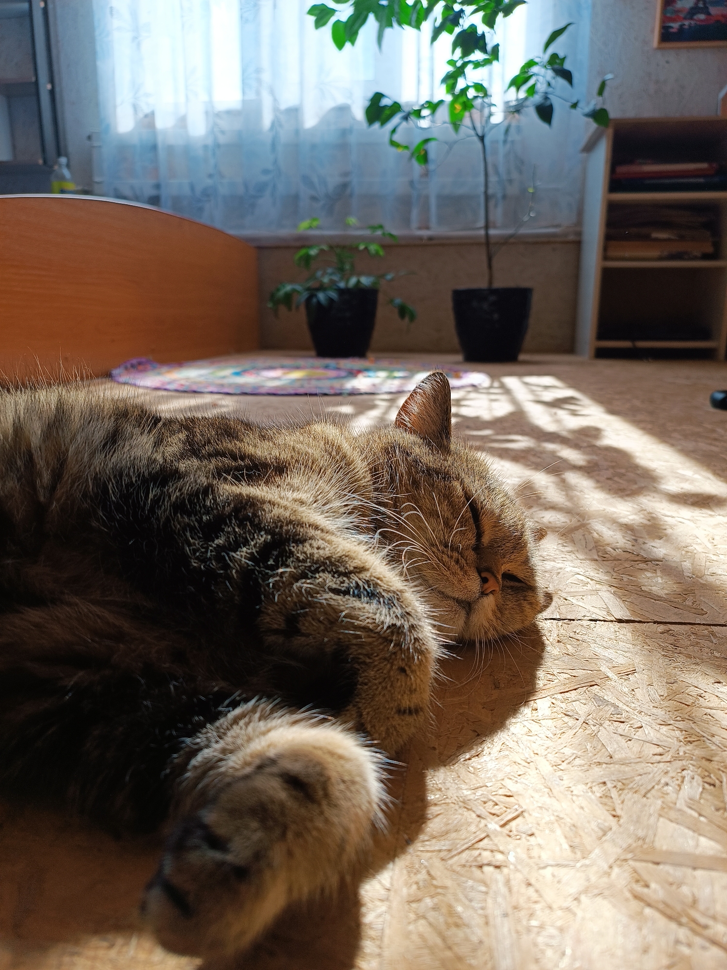 Quiet morning moments: sleeping cat and toddler eating pear