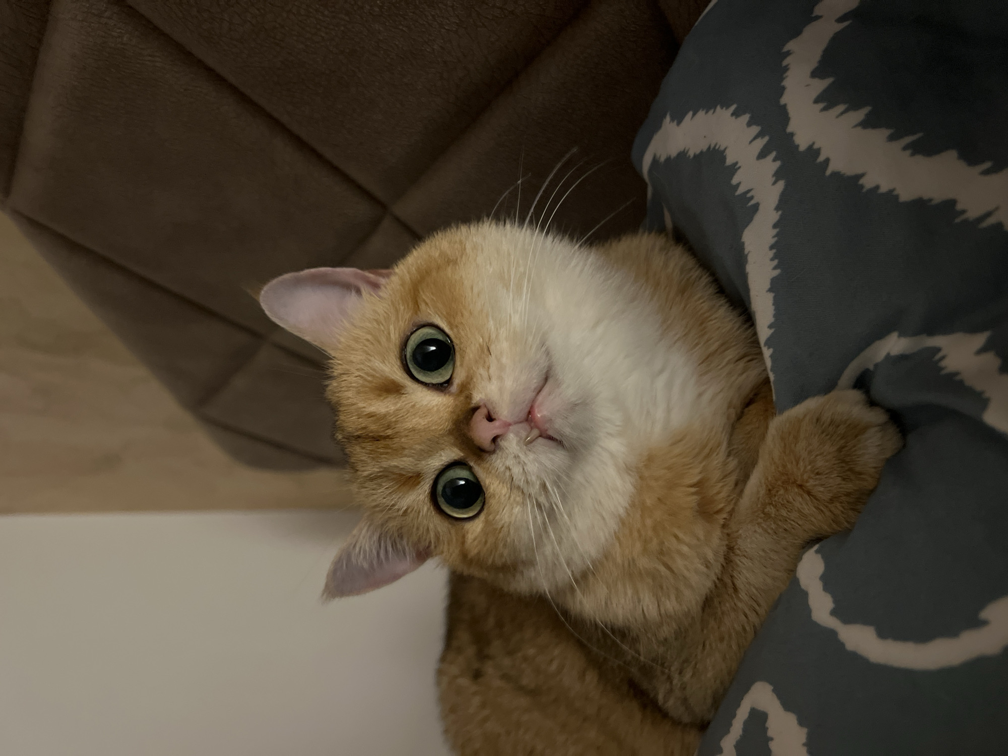 Golden British Shorthair cat resting on a patterned pillow indoors