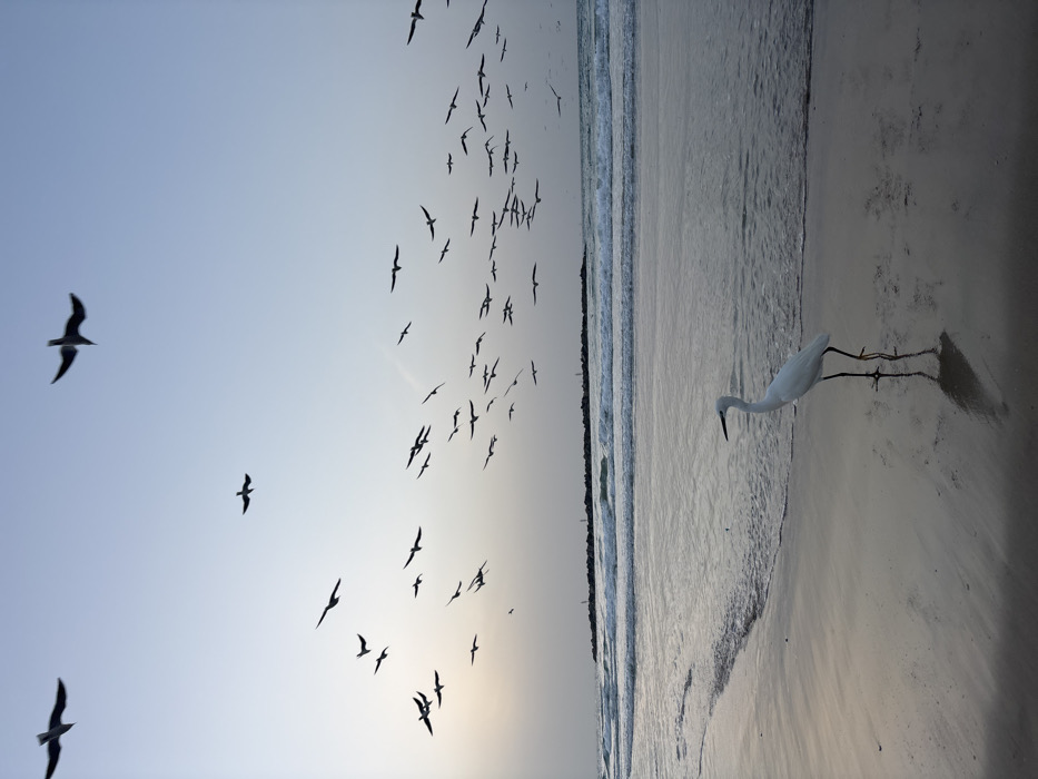 Tel Aviv beachgoers document birds, fitness, coastal walks