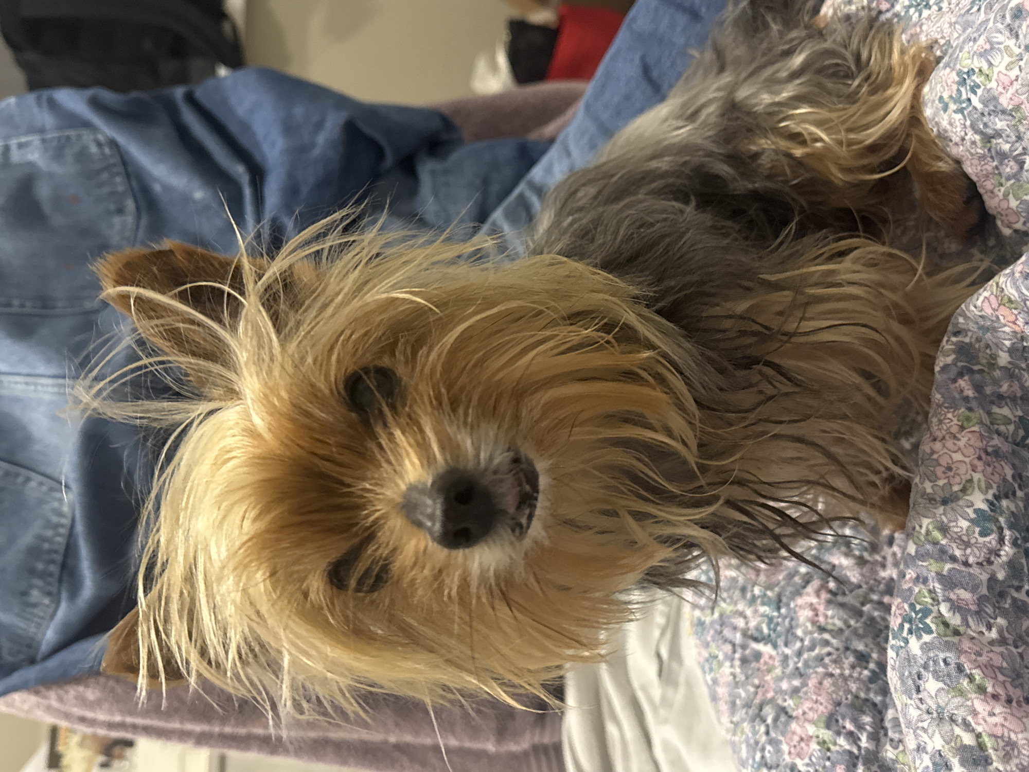 Yorkshire Terrier rests on floral bedding in Burgas