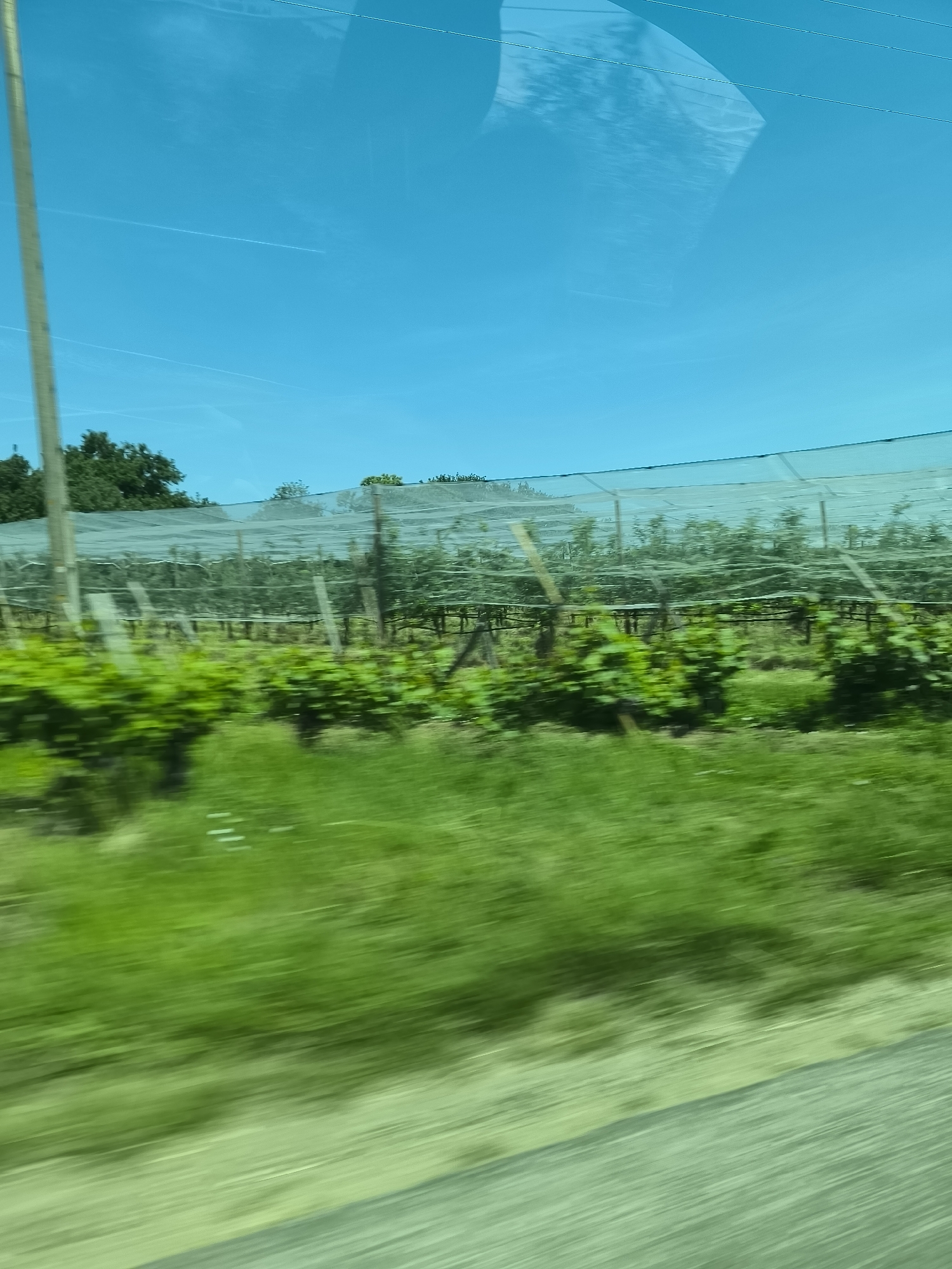 Vineyard landscape captured from moving vehicle in Chavanay, France