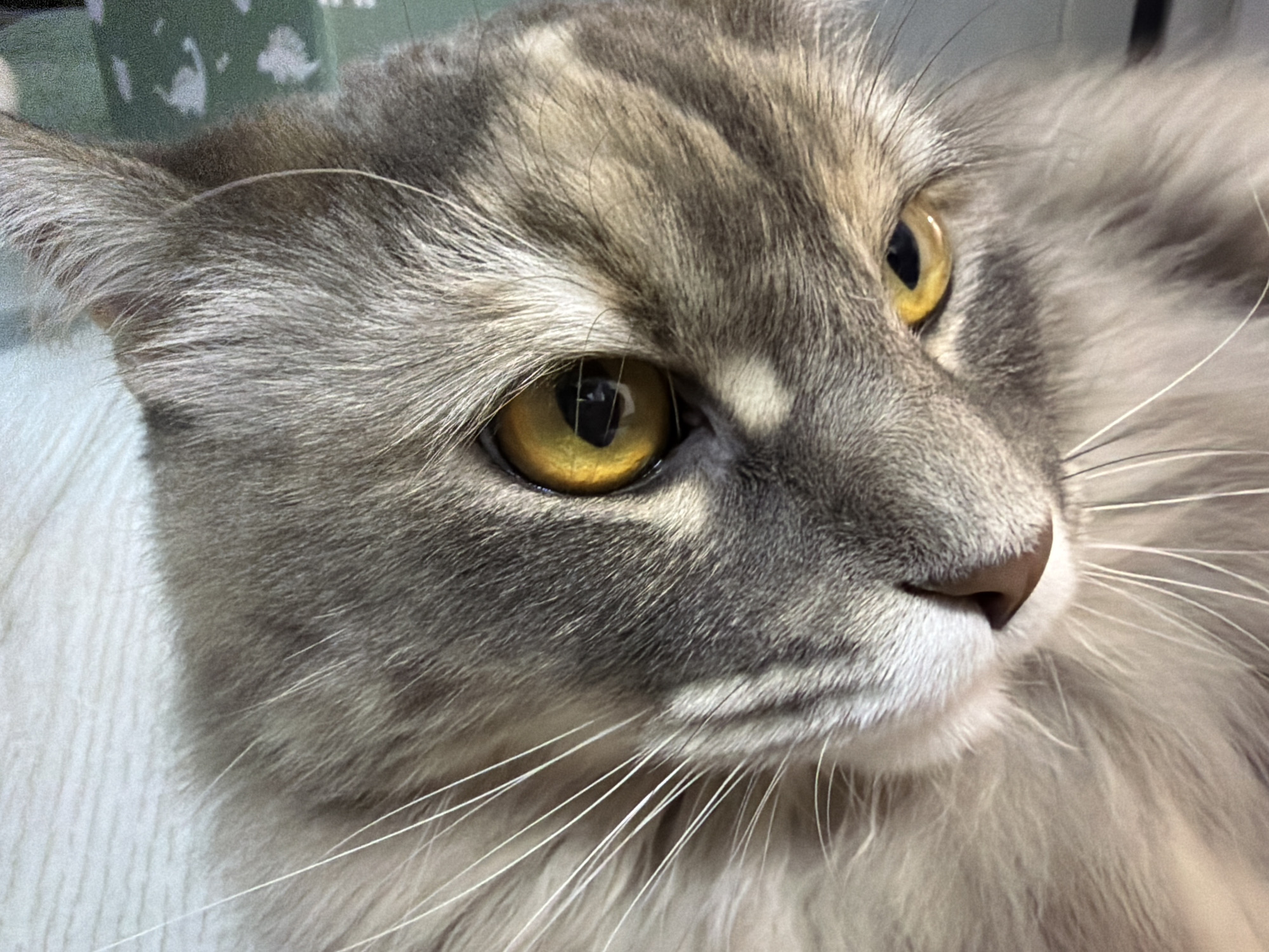 Cats, peonies, and clouds — a quiet afternoon in close-up