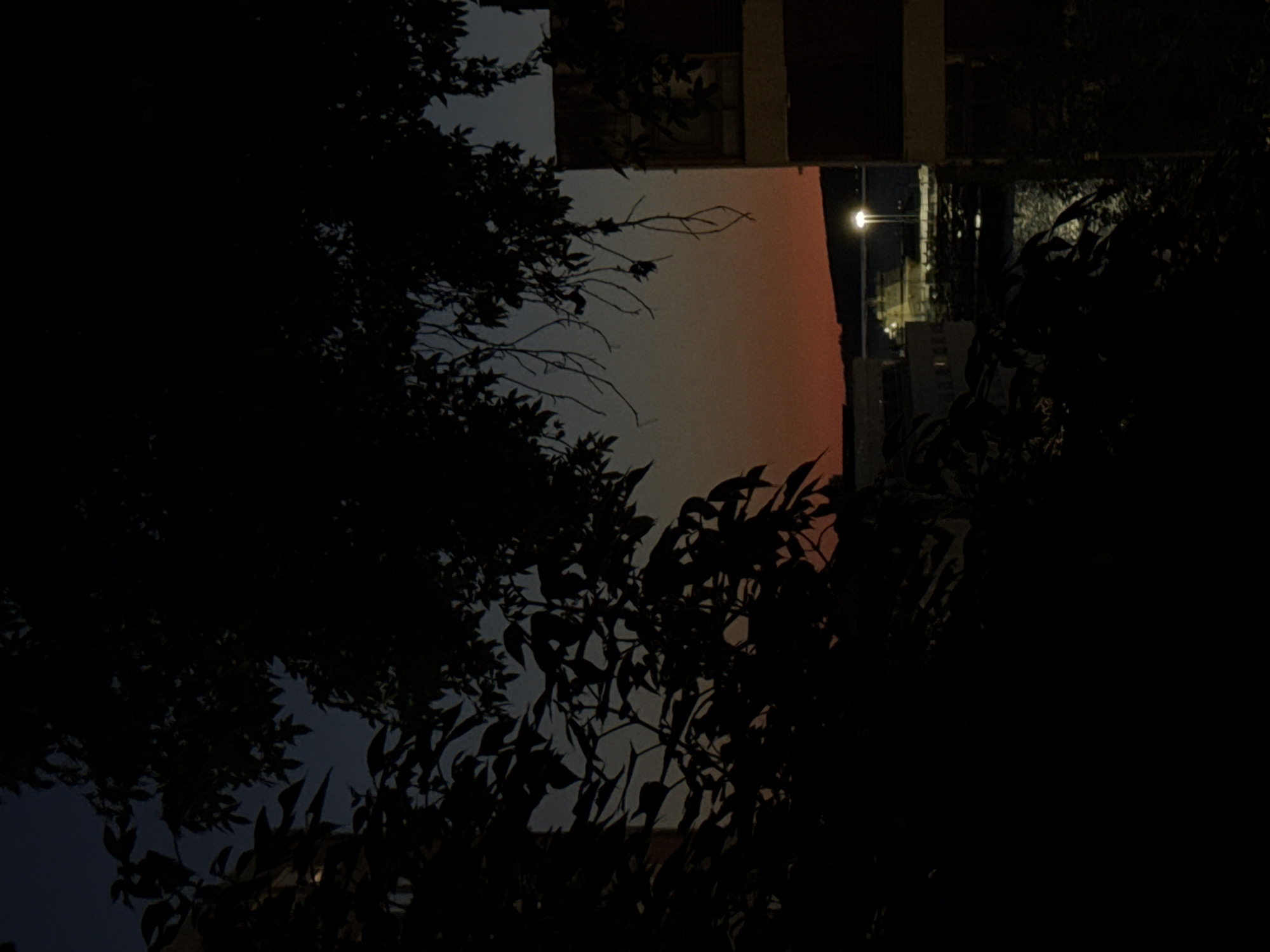 Twilight trees and a barking dog in Vigo