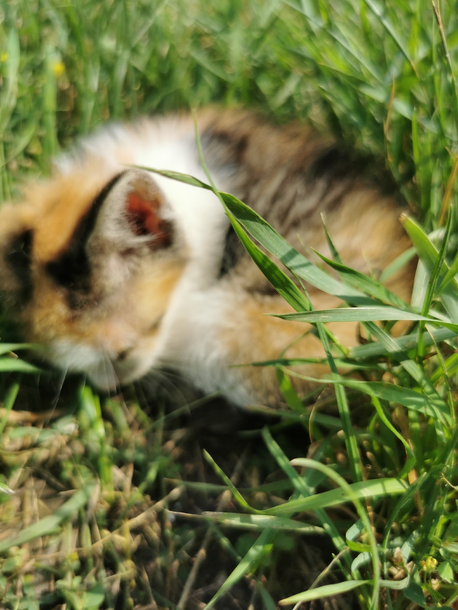 Cats, kittens, and summer plants in rural Moldova