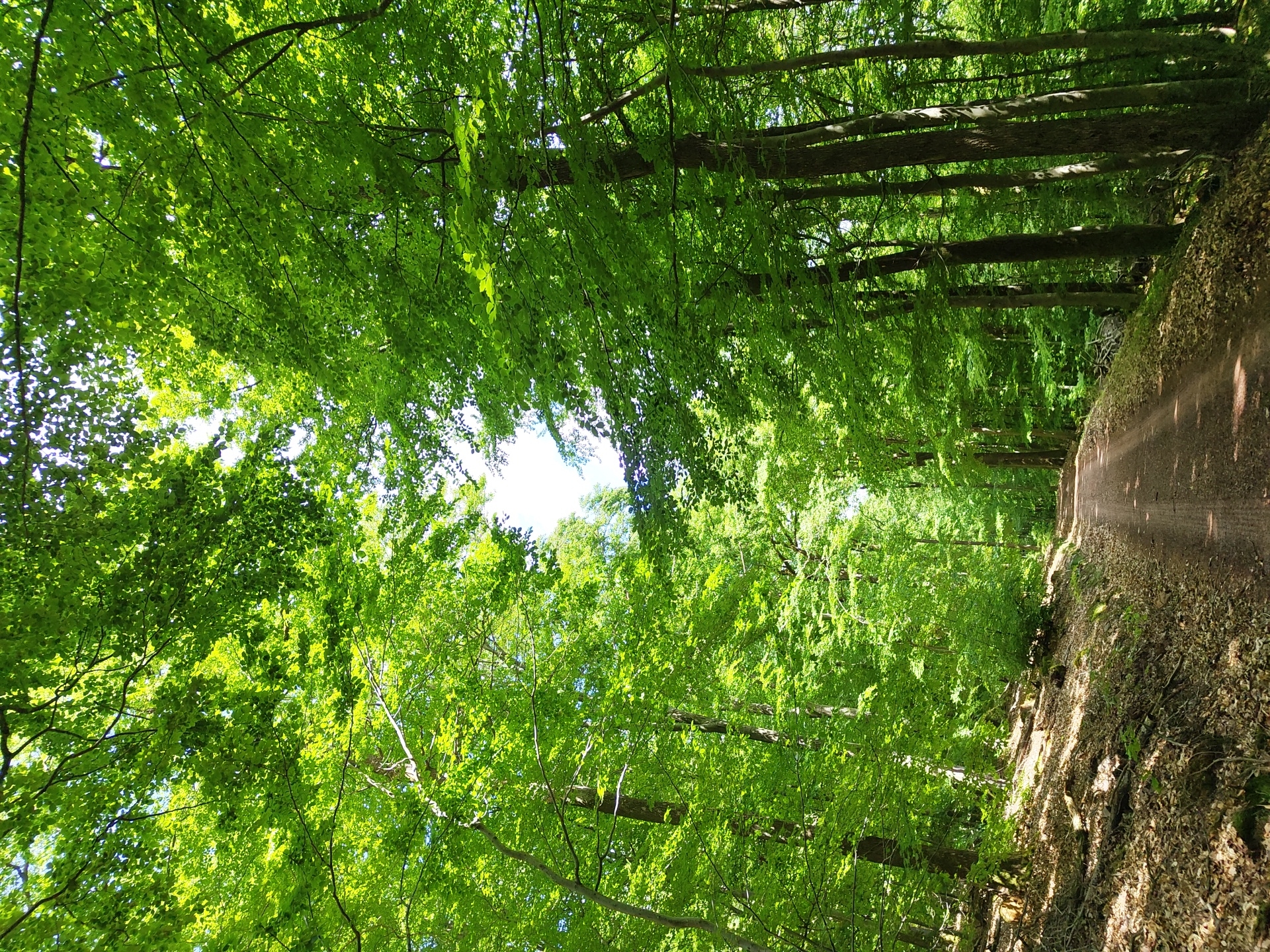 Afternoon forest walk documented through tree canopy in Mettlach