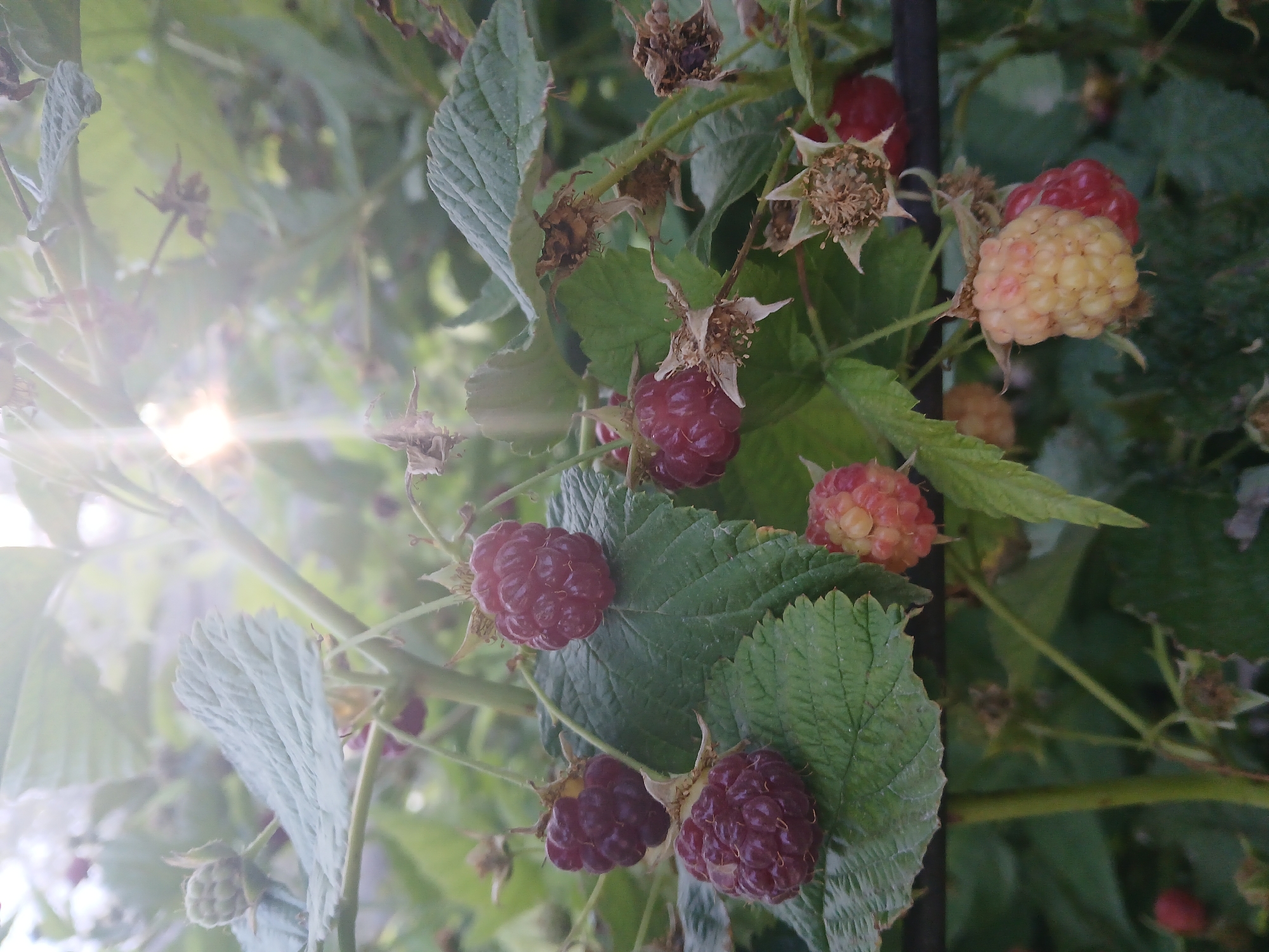 Kazakhstan garden in full summer — fruit, flowers, and fresh picks