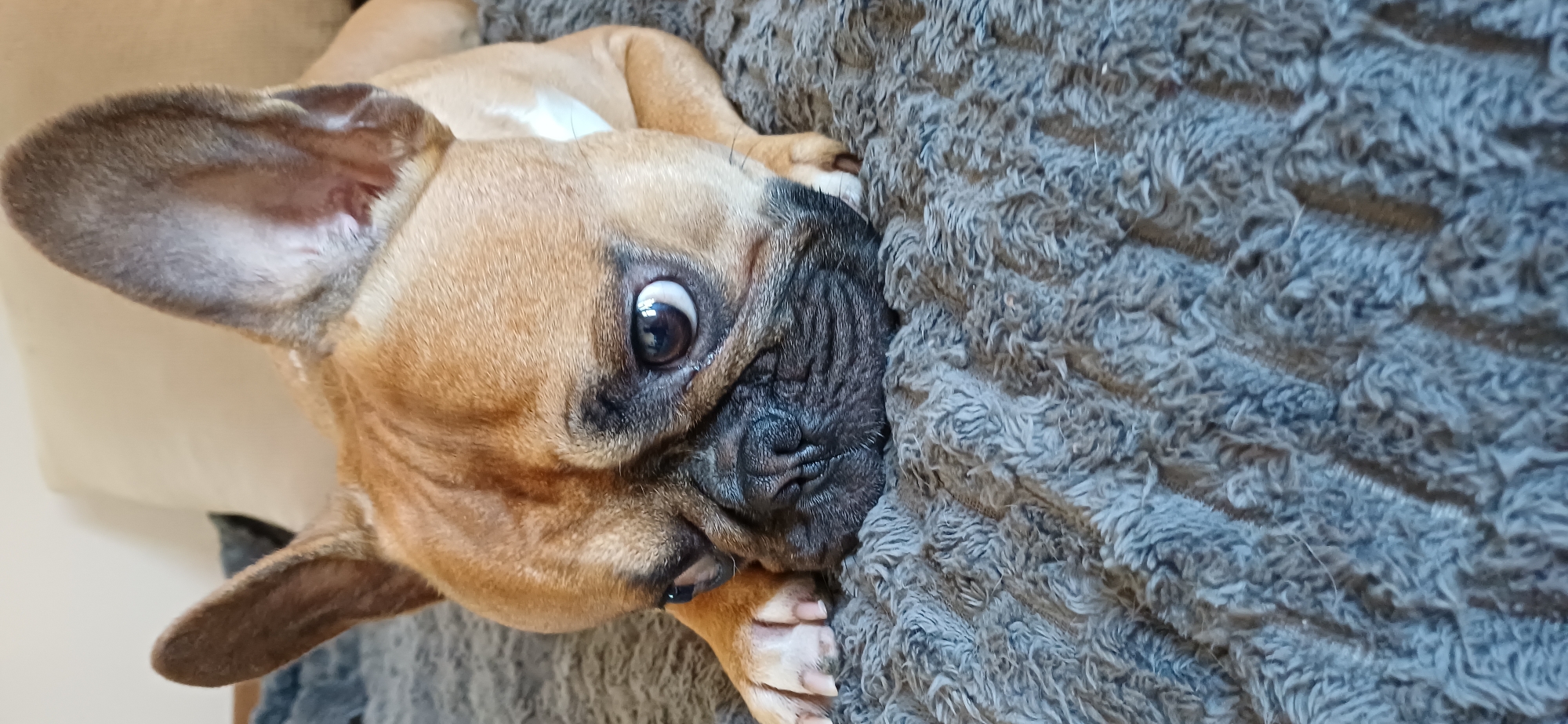 French bulldog indoor photo session with multiple poses